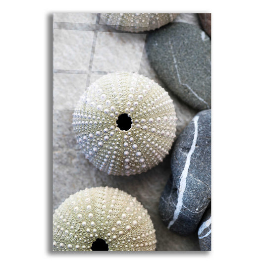 Epic Art 'Sea Urchins' by Elena Ray, Acrylic Glass Wall Art