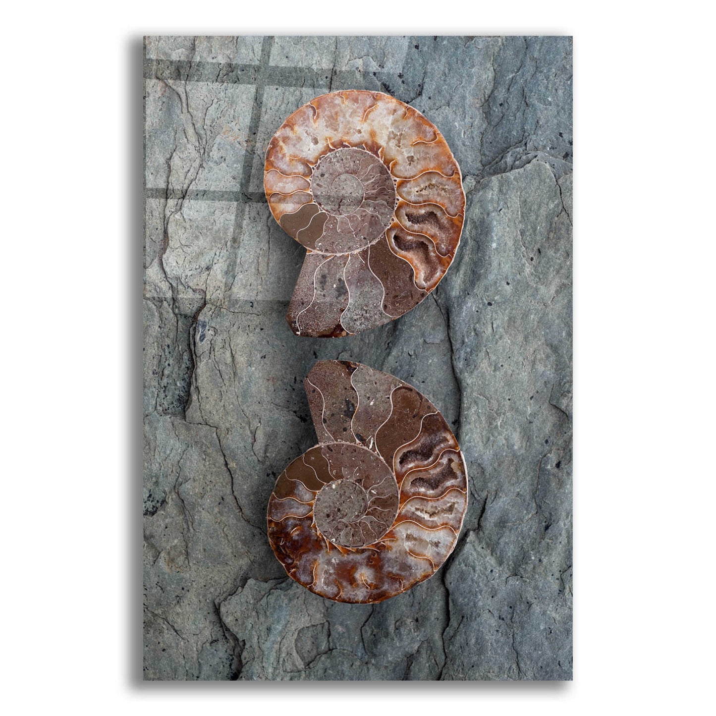 Epic Art 'Crystallized Ammonites' by Elena Ray, Acrylic Glass Wall Art