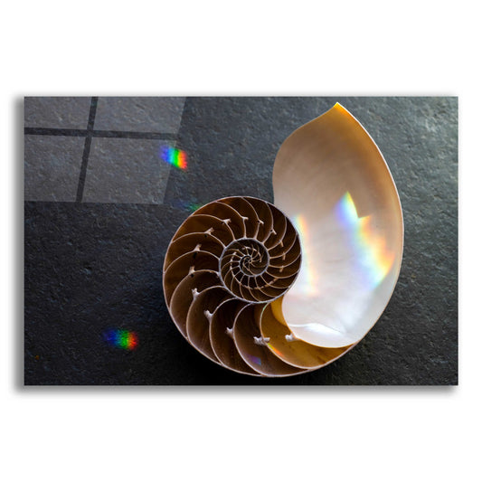 Epic Art 'Sacred Geometry Nautilus Shell' by Elena Ray, Acrylic Glass Wall Art