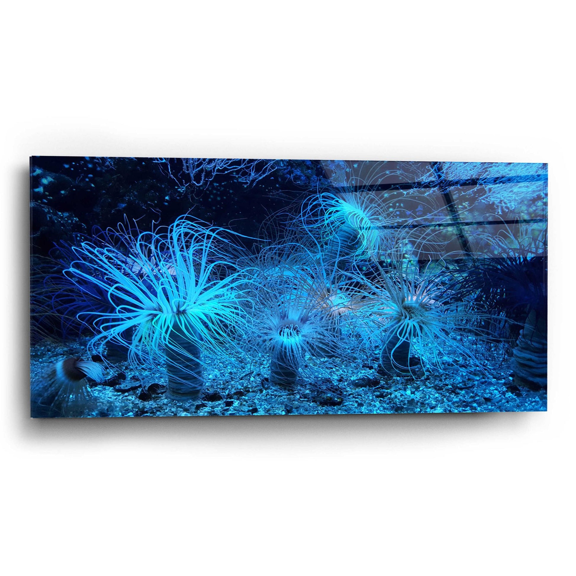 Epic Art 'Anemone Jungle' by Epic Portfolio, Acrylic Glass Wall Art,24x12