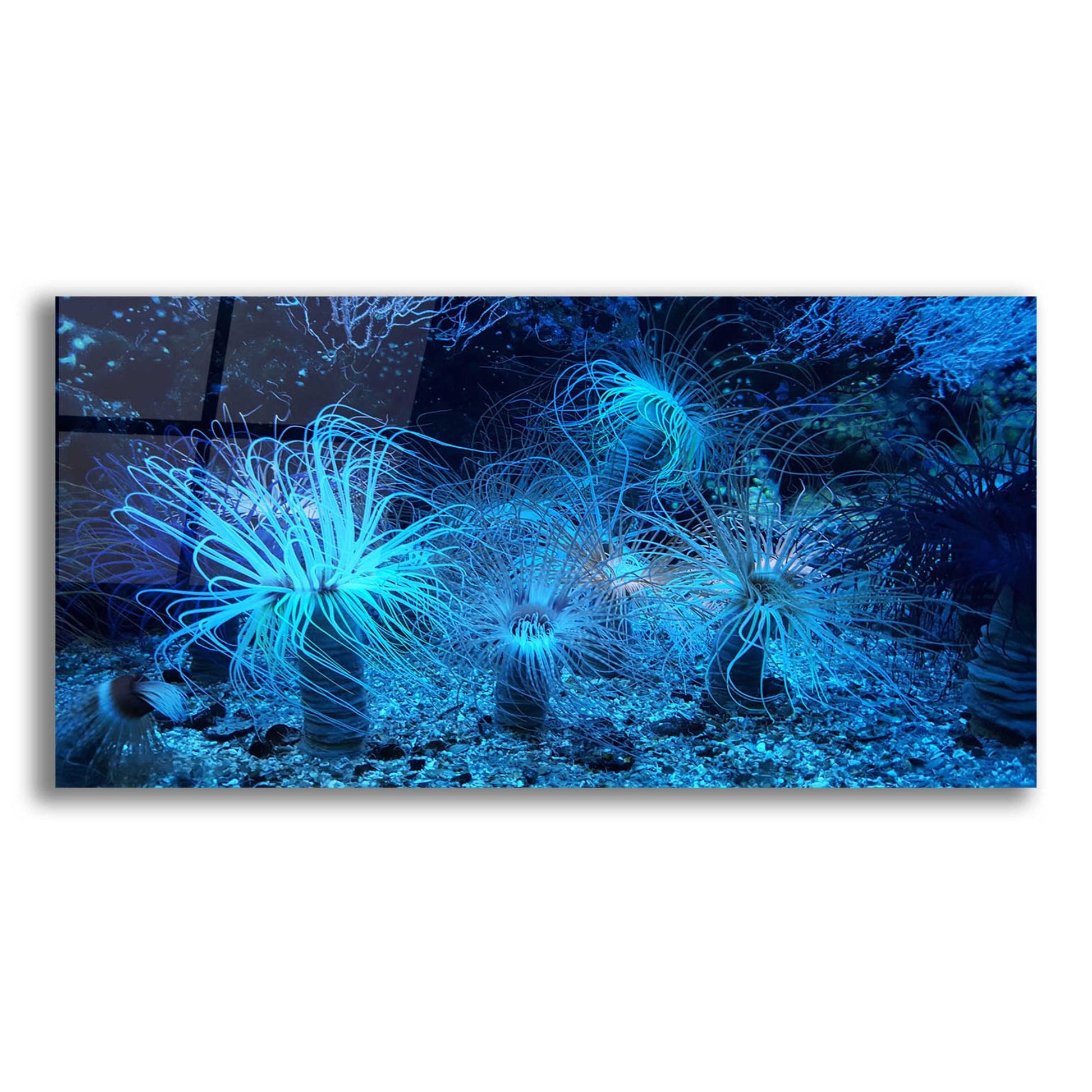 Epic Art 'Anemone Jungle' by Epic Portfolio, Acrylic Glass Wall Art,24x12