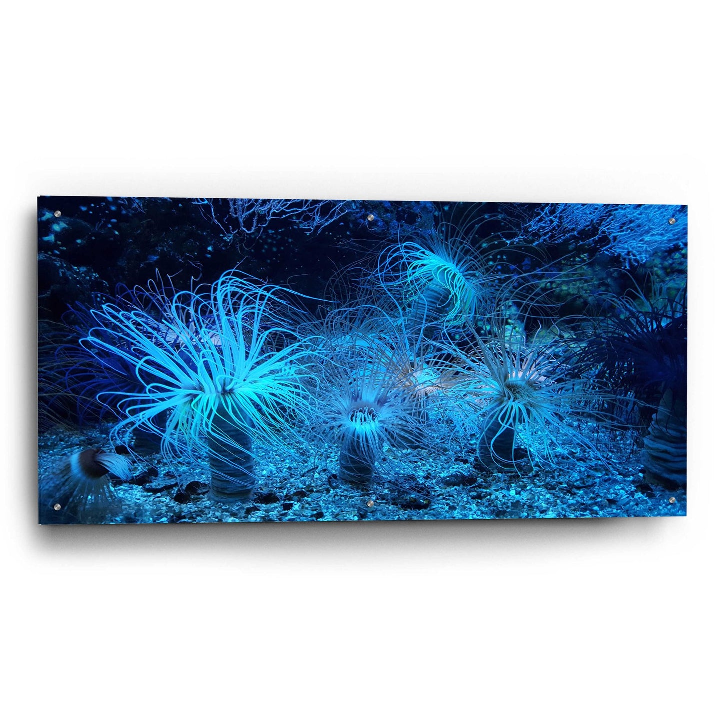 Epic Art 'Anemone Jungle' by Epic Portfolio, Acrylic Glass Wall Art,48x24