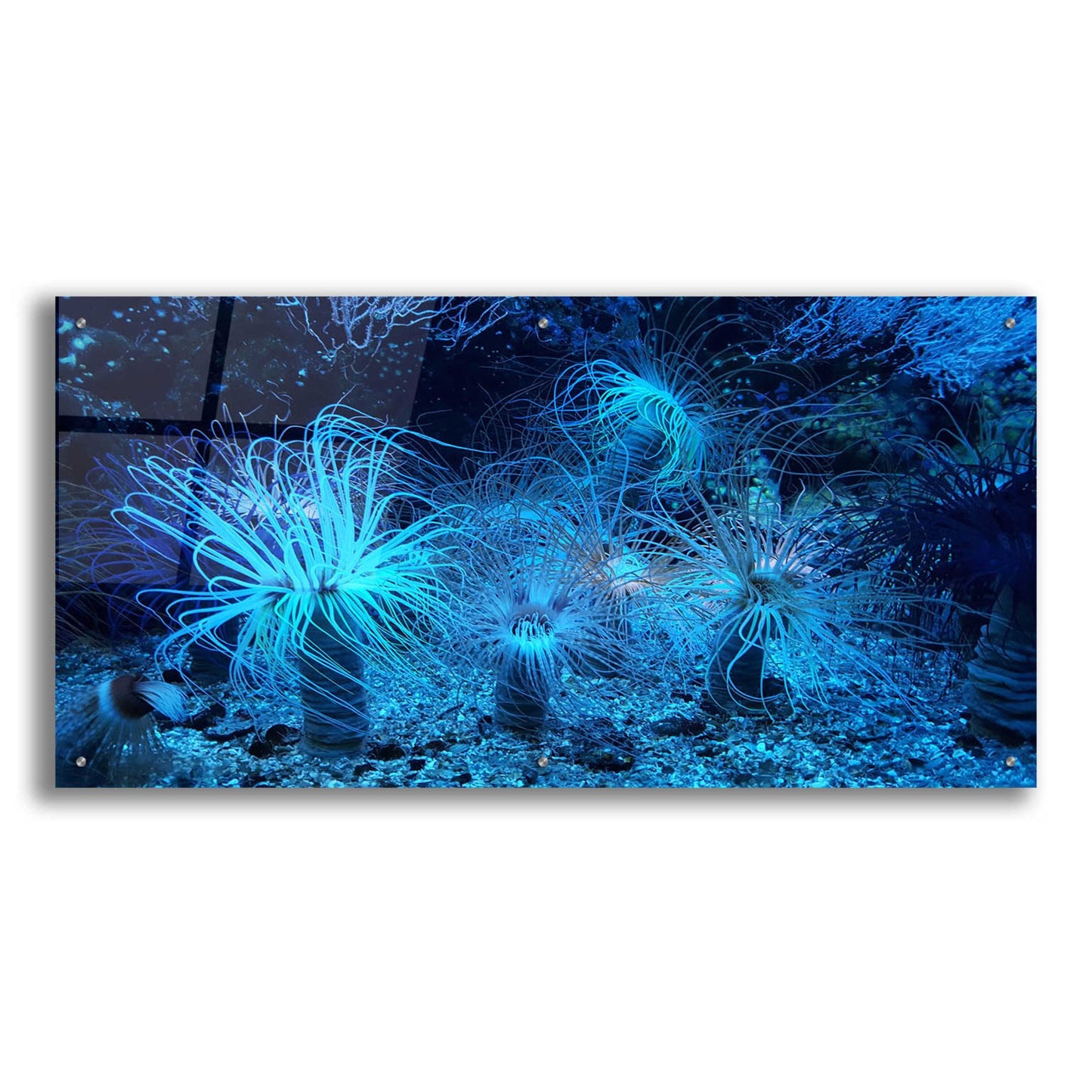 Epic Art 'Anemone Jungle' by Epic Portfolio, Acrylic Glass Wall Art,48x24