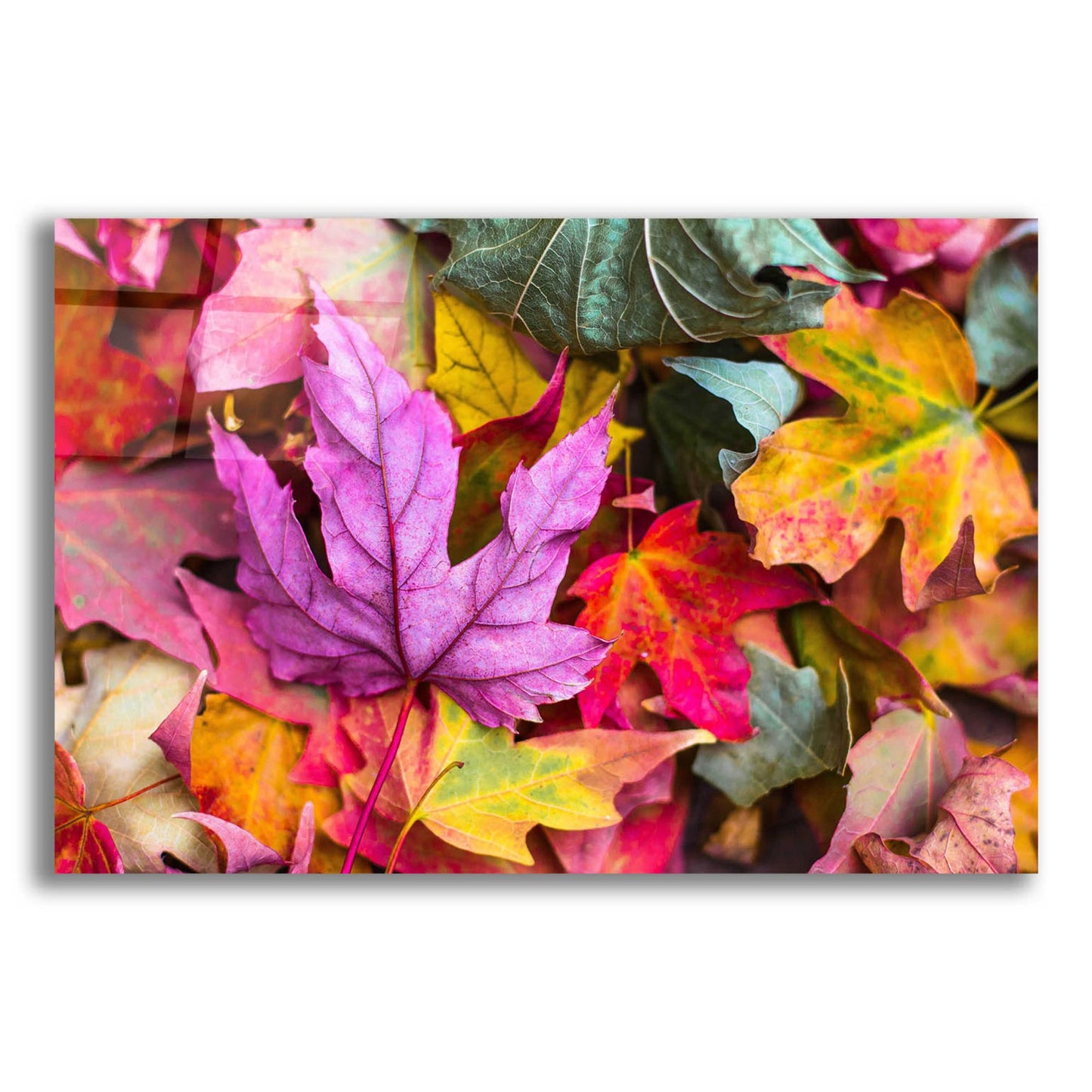 Epic Art 'Beautiful Fall' by Epic Portfolio, Acrylic Glass Wall Art,16x12