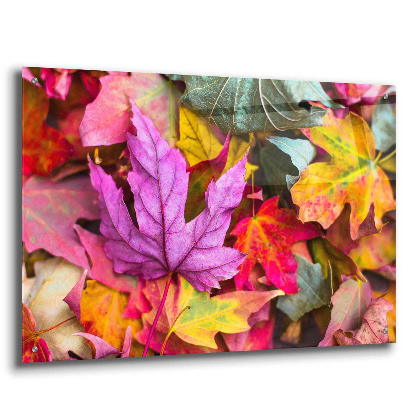 Epic Art 'Beautiful Fall' by Epic Portfolio, Acrylic Glass Wall Art,36x24