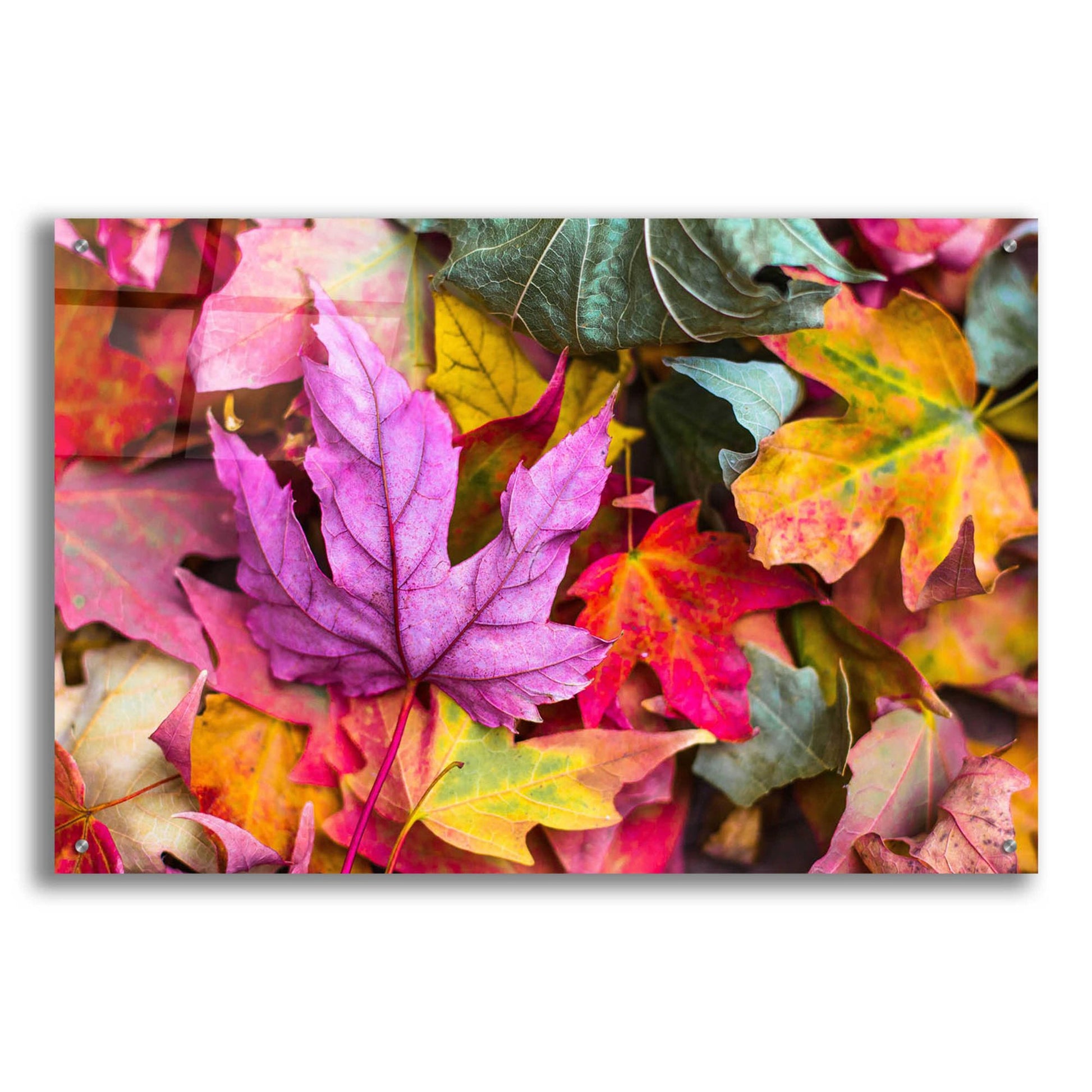 Epic Art 'Beautiful Fall' by Epic Portfolio, Acrylic Glass Wall Art,36x24