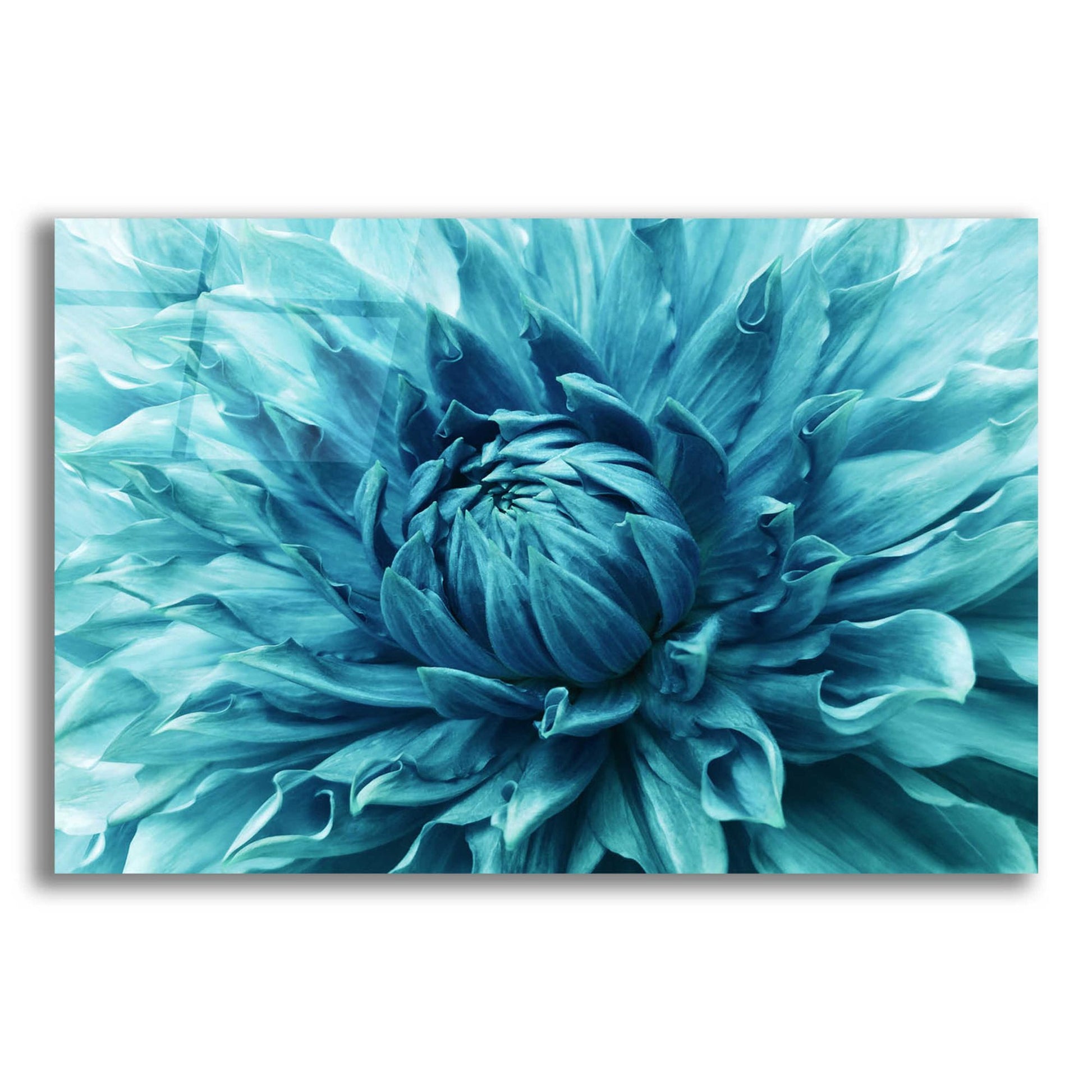 Epic Art 'Turquoise Dahlia' by Epic Portfolio, Acrylic Glass Wall Art,16x12