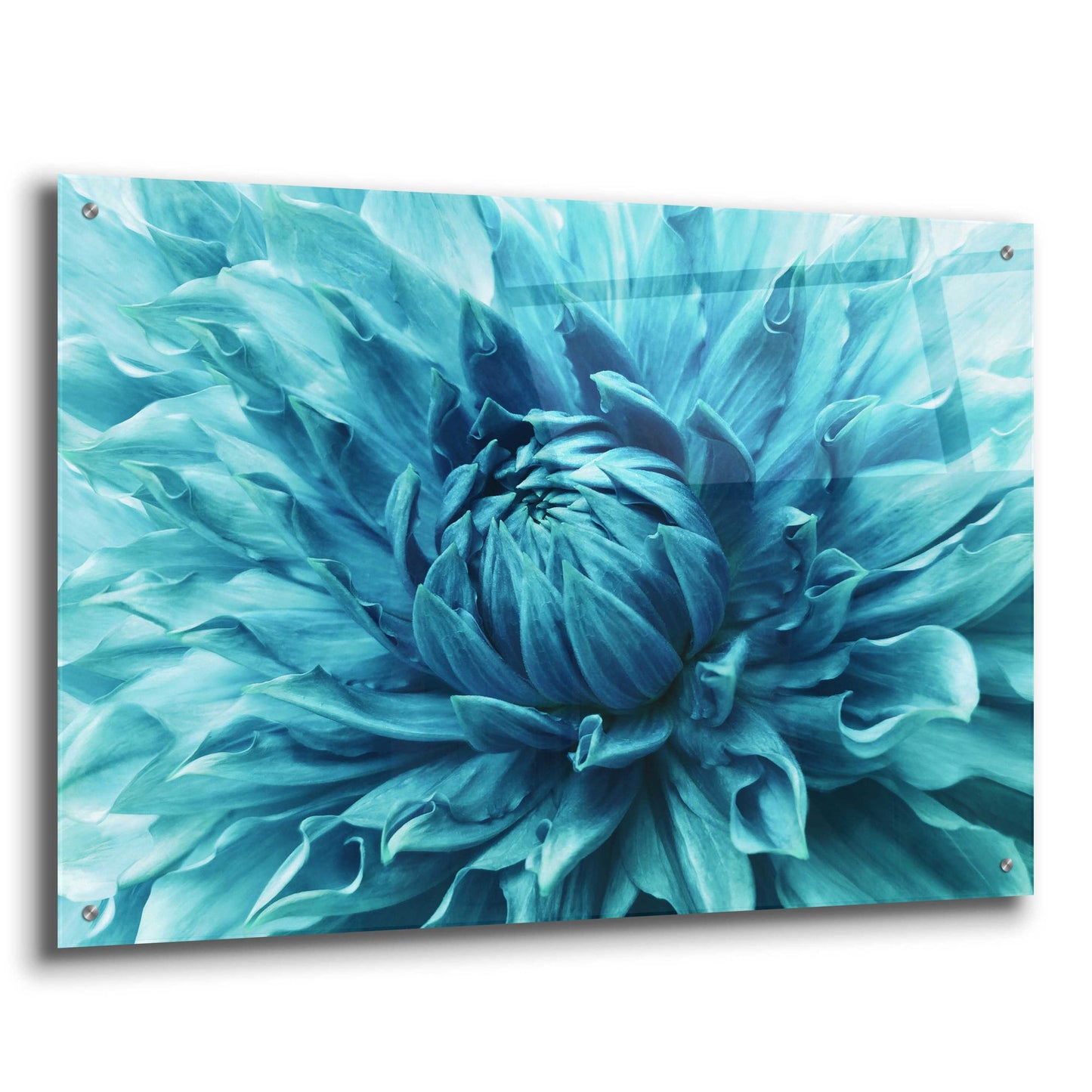 Epic Art 'Turquoise Dahlia' by Epic Portfolio, Acrylic Glass Wall Art,36x24