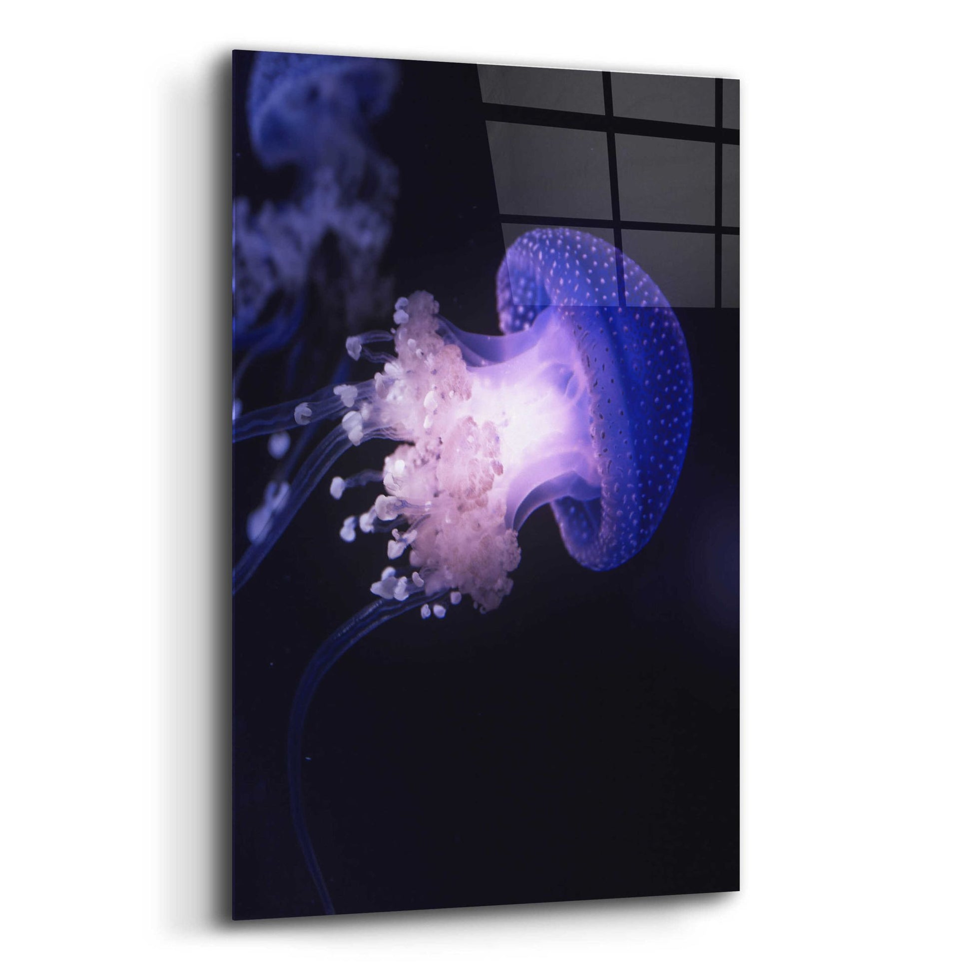 Epic Art 'Underwater Mushroom' by Epic Portfolio, Acrylic Glass Wall Art,12x16