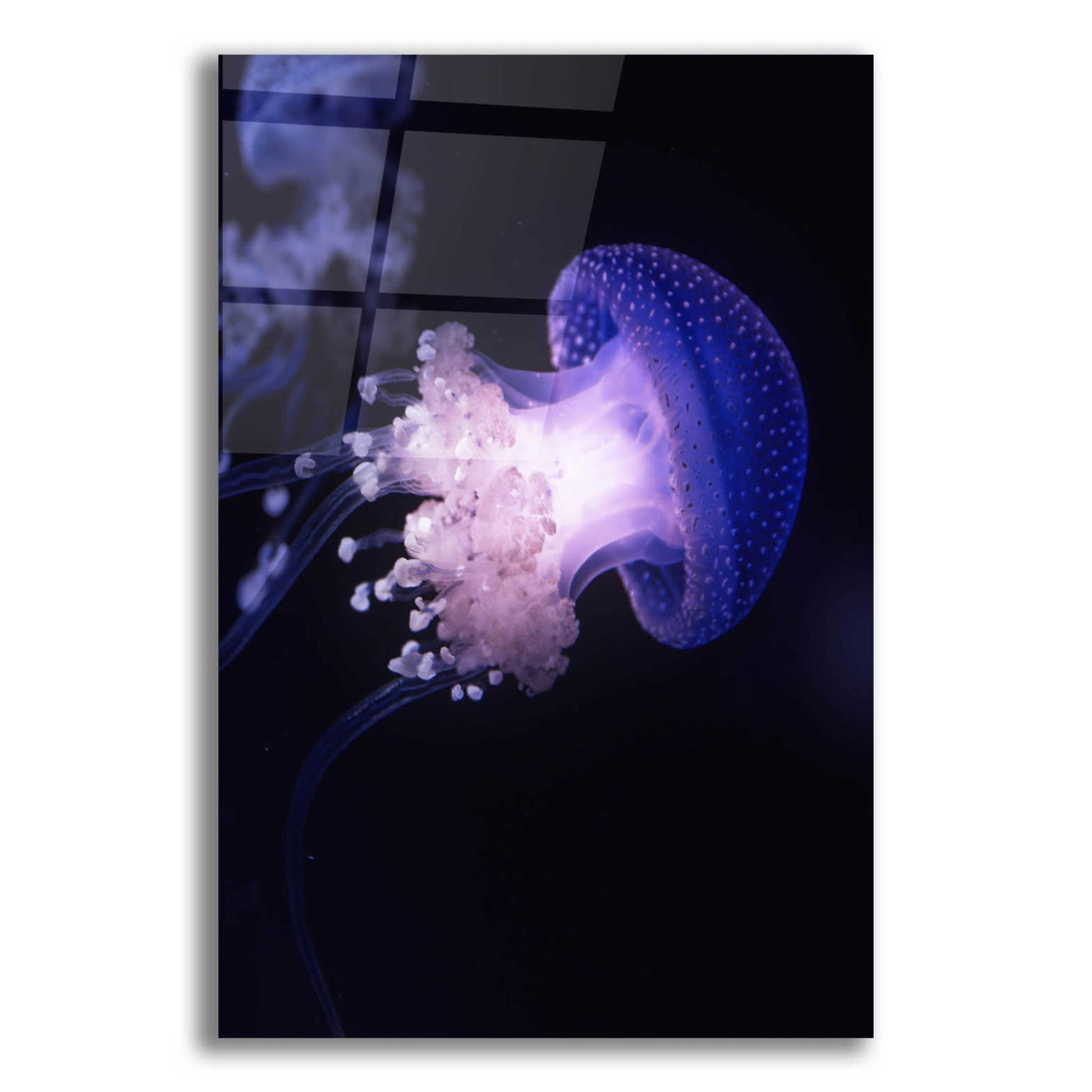 Epic Art 'Underwater Mushroom' by Epic Portfolio, Acrylic Glass Wall Art,12x16