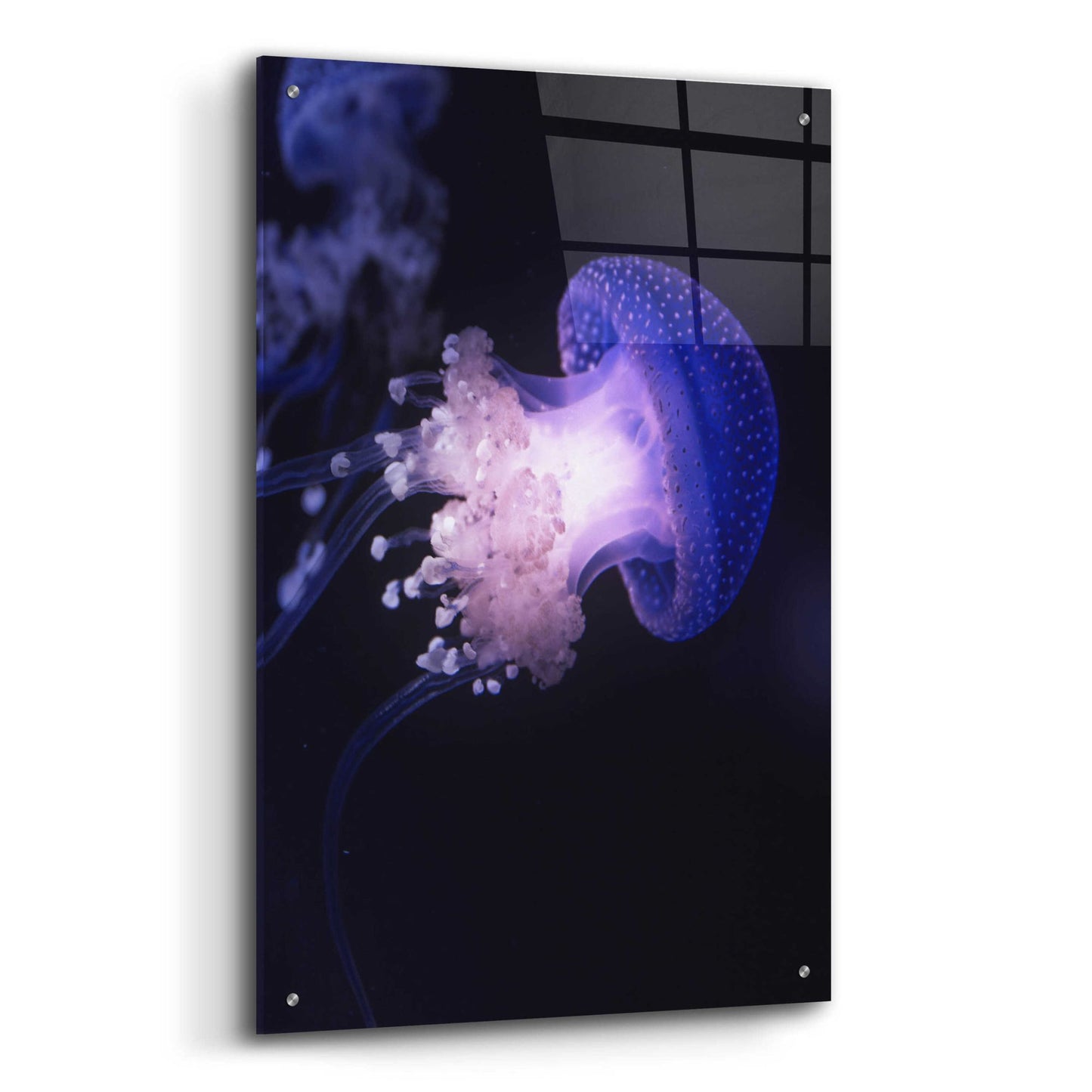 Epic Art 'Underwater Mushroom' by Epic Portfolio, Acrylic Glass Wall Art,24x36