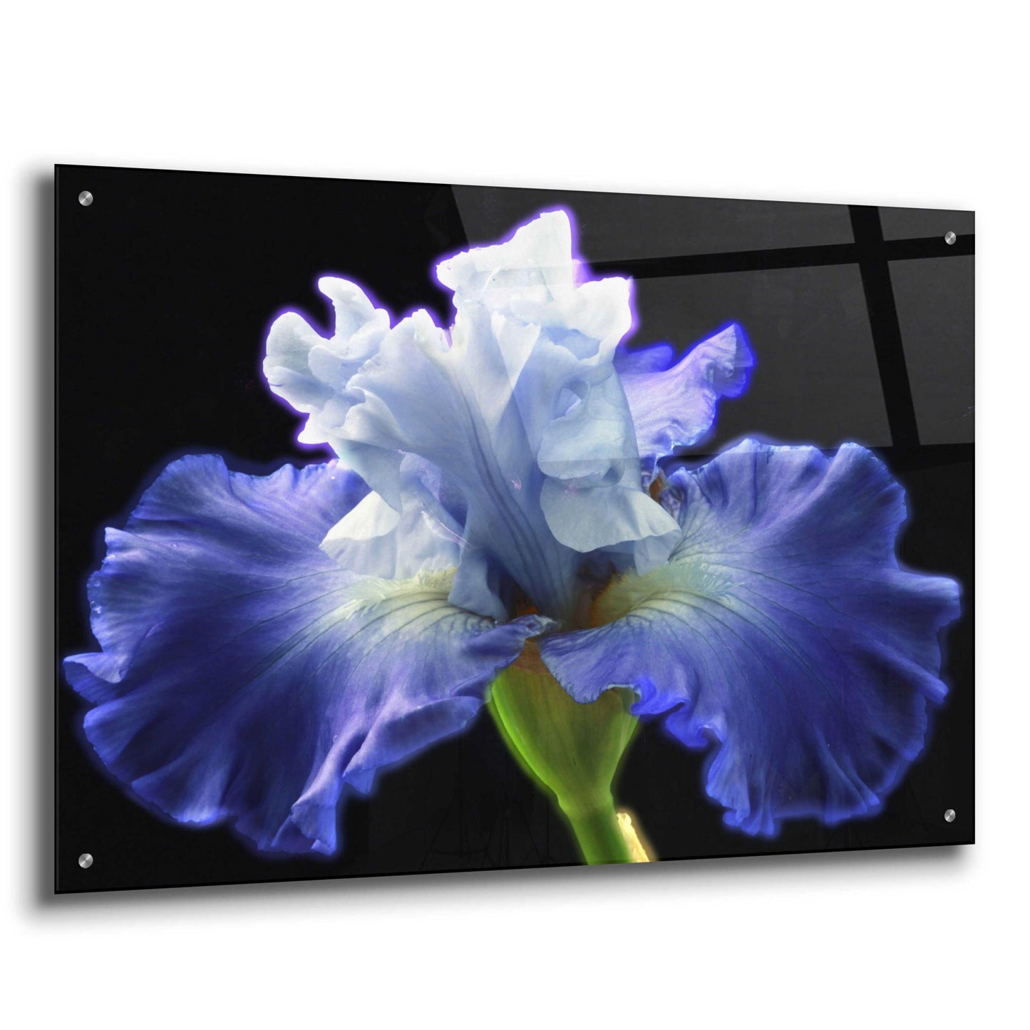 Epic Art 'Violet Blaze ' by Epic Portfolio, Acrylic Glass Wall Art,36x24