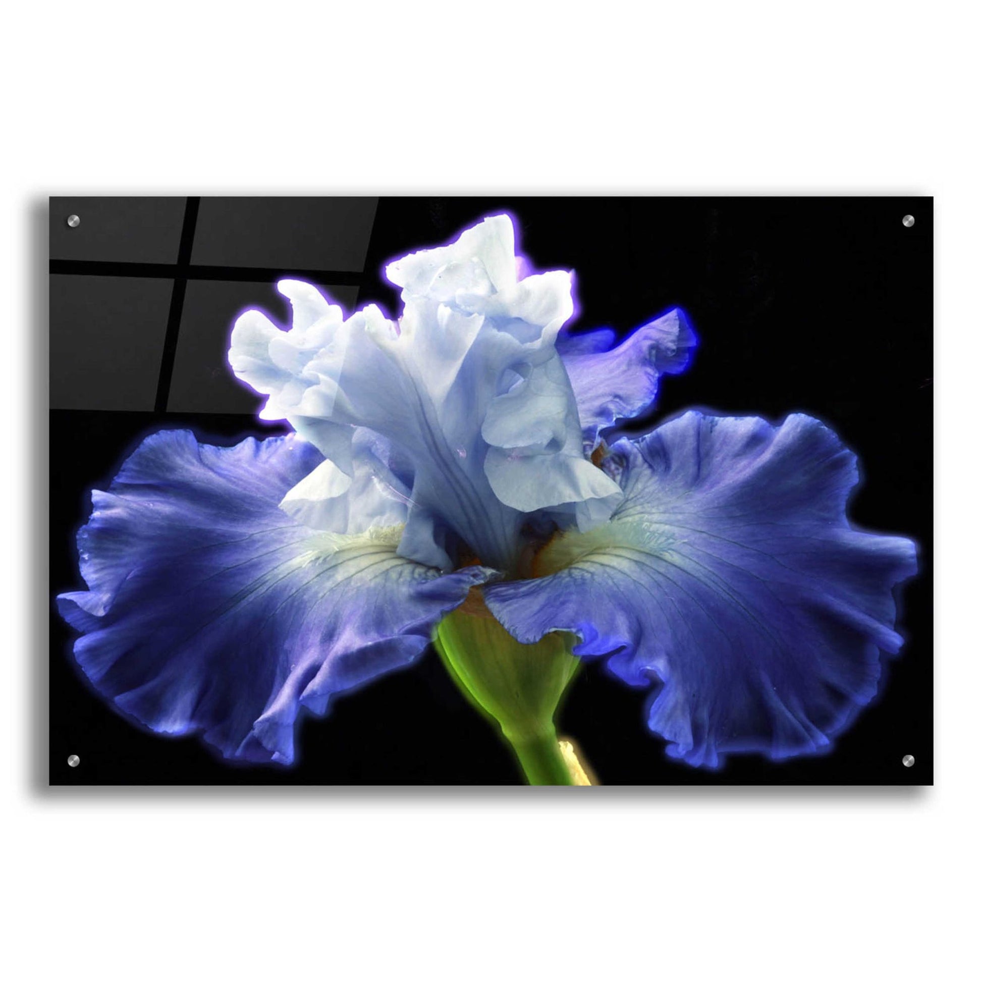 Epic Art 'Violet Blaze ' by Epic Portfolio, Acrylic Glass Wall Art,36x24