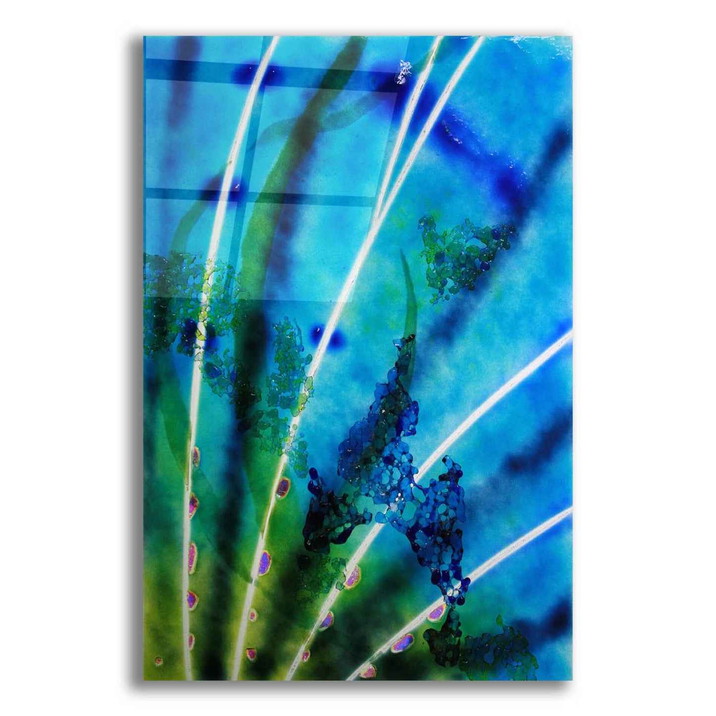 Epic Art 'Lion Fish Fin' by Rita Shimelfarb, Acrylic Glass Wall Art,12x16