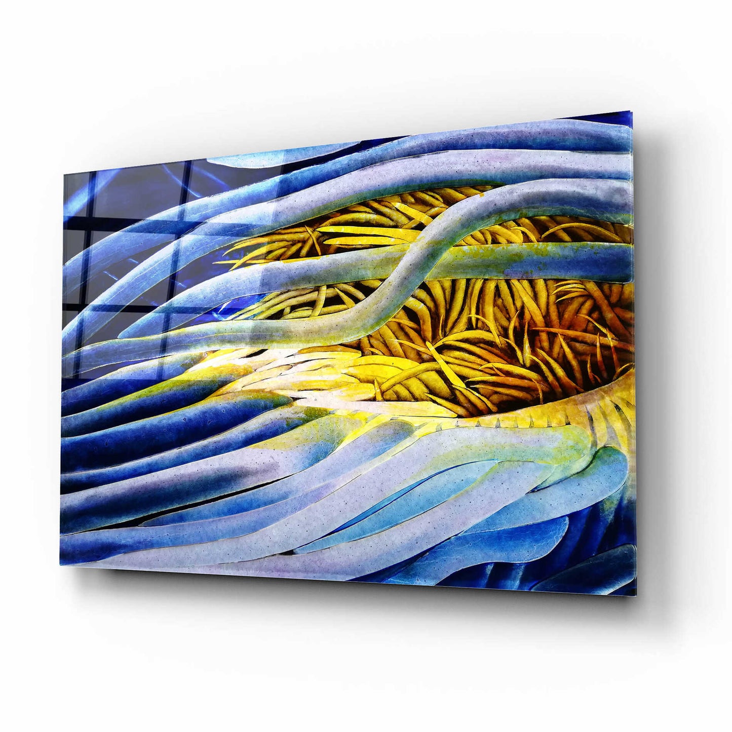 Epic Art 'Anemone Cerianthid' by Rita Shimelfarb, Acrylic Glass Wall Art,16x12