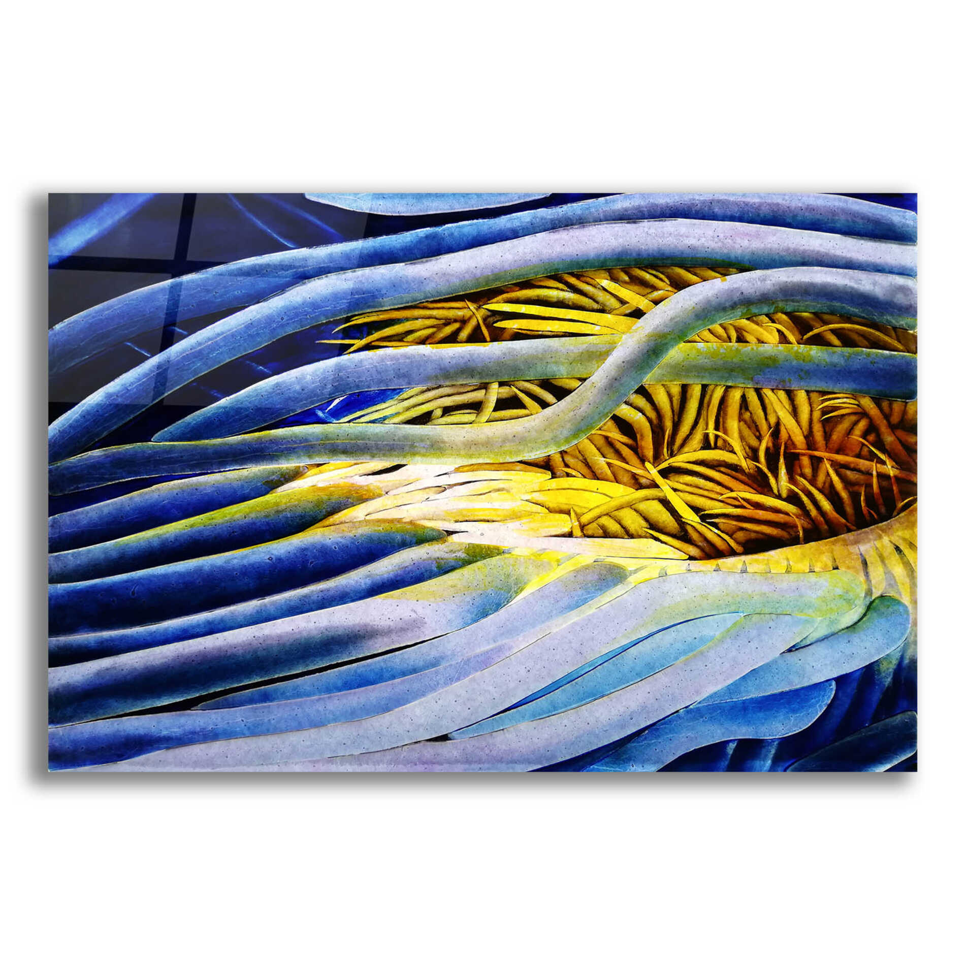 Epic Art 'Anemone Cerianthid' by Rita Shimelfarb, Acrylic Glass Wall Art,16x12