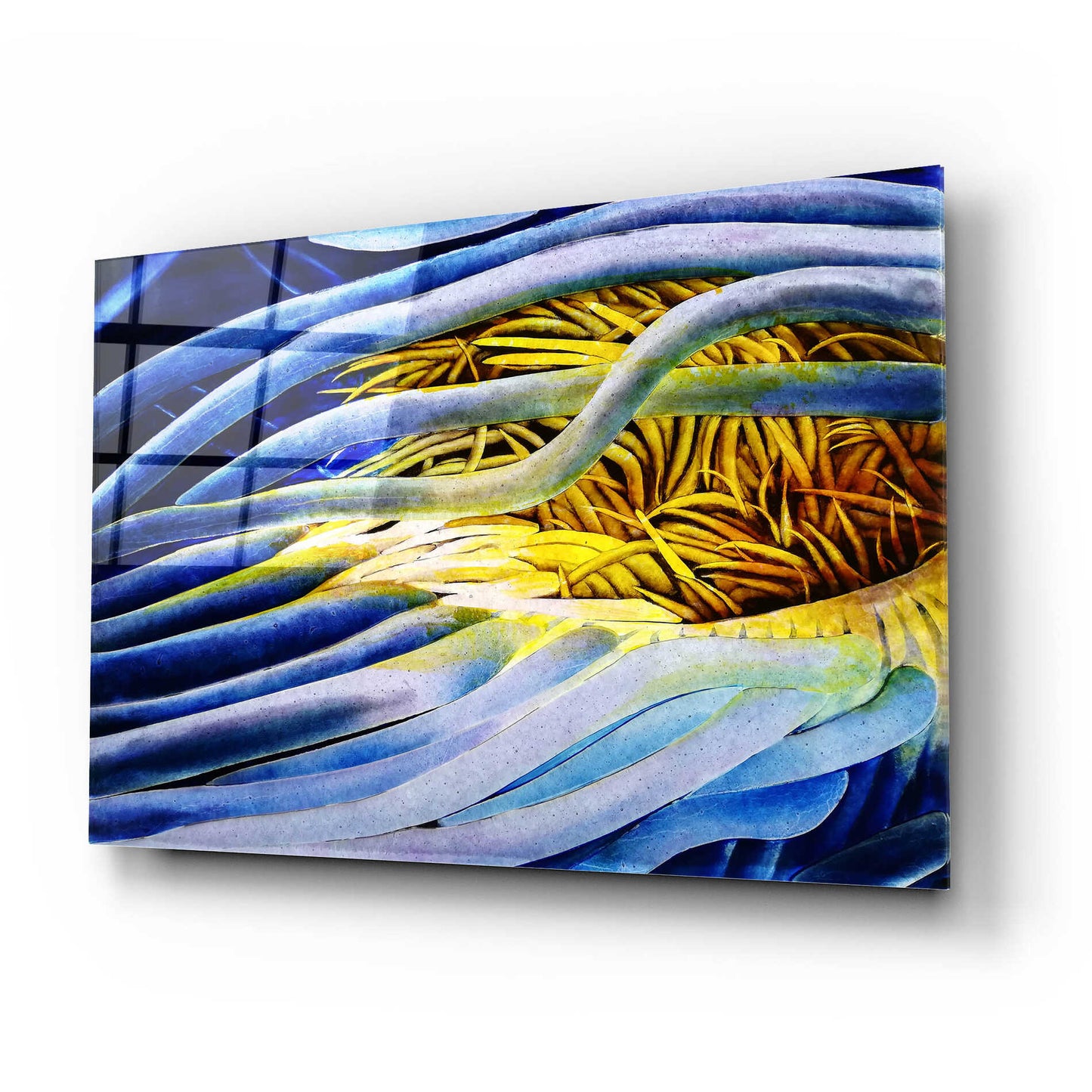 Epic Art 'Anemone Cerianthid' by Rita Shimelfarb, Acrylic Glass Wall Art,24x16