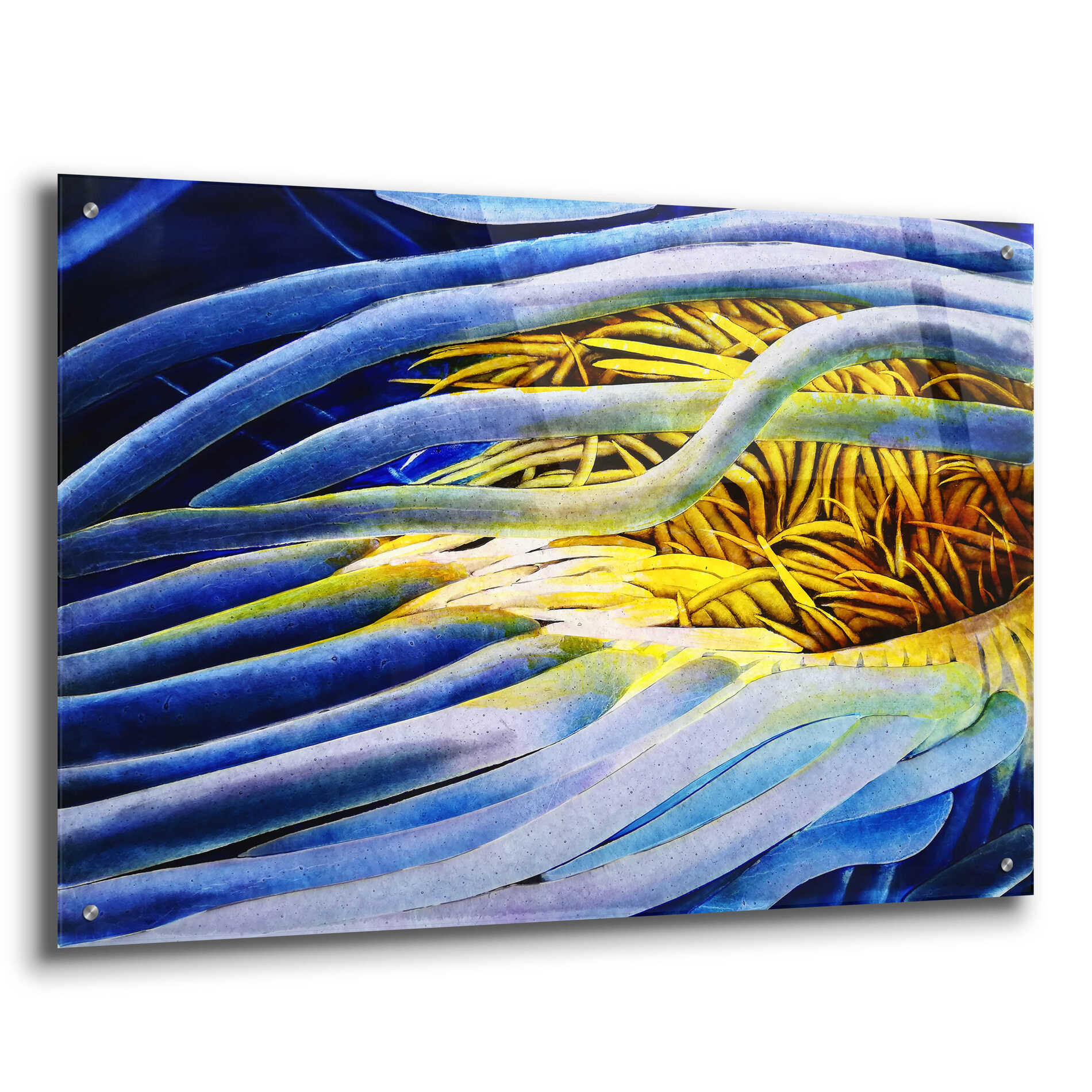 Epic Art 'Anemone Cerianthid' by Rita Shimelfarb, Acrylic Glass Wall Art,36x24