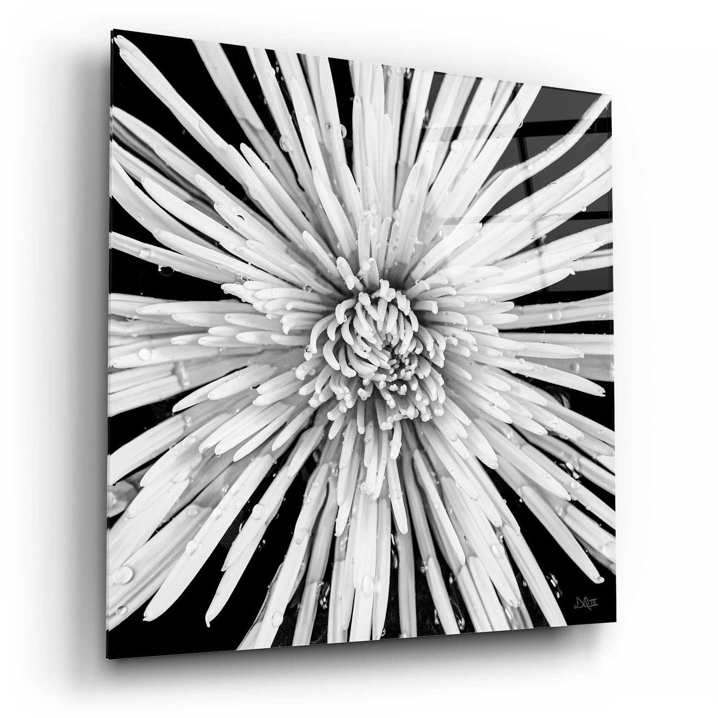 Epic Art 'Black and White Love' by Donnie Quillen, Acrylic Glass Wall Art,12x12