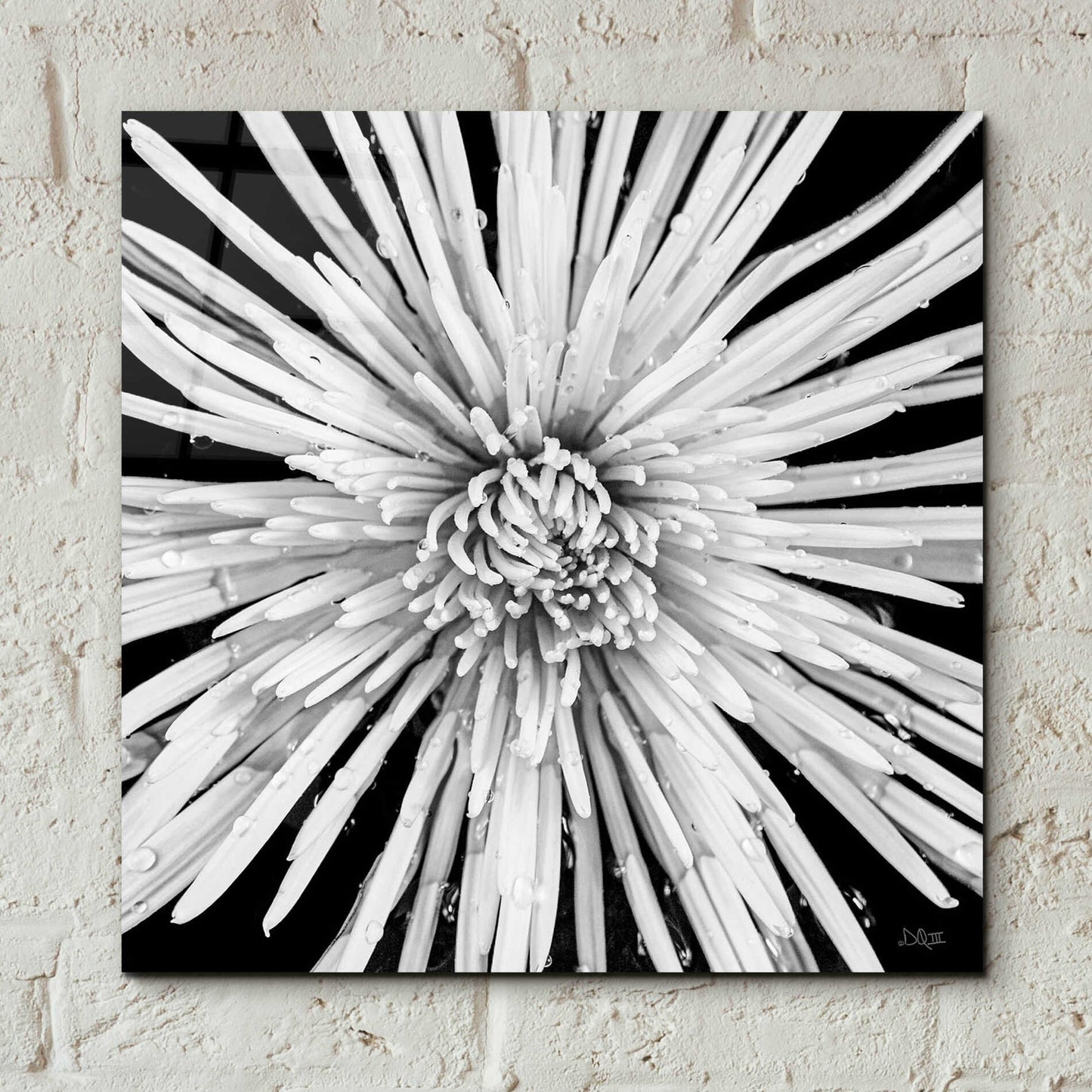 Epic Art 'Black and White Love' by Donnie Quillen, Acrylic Glass Wall Art,12x12