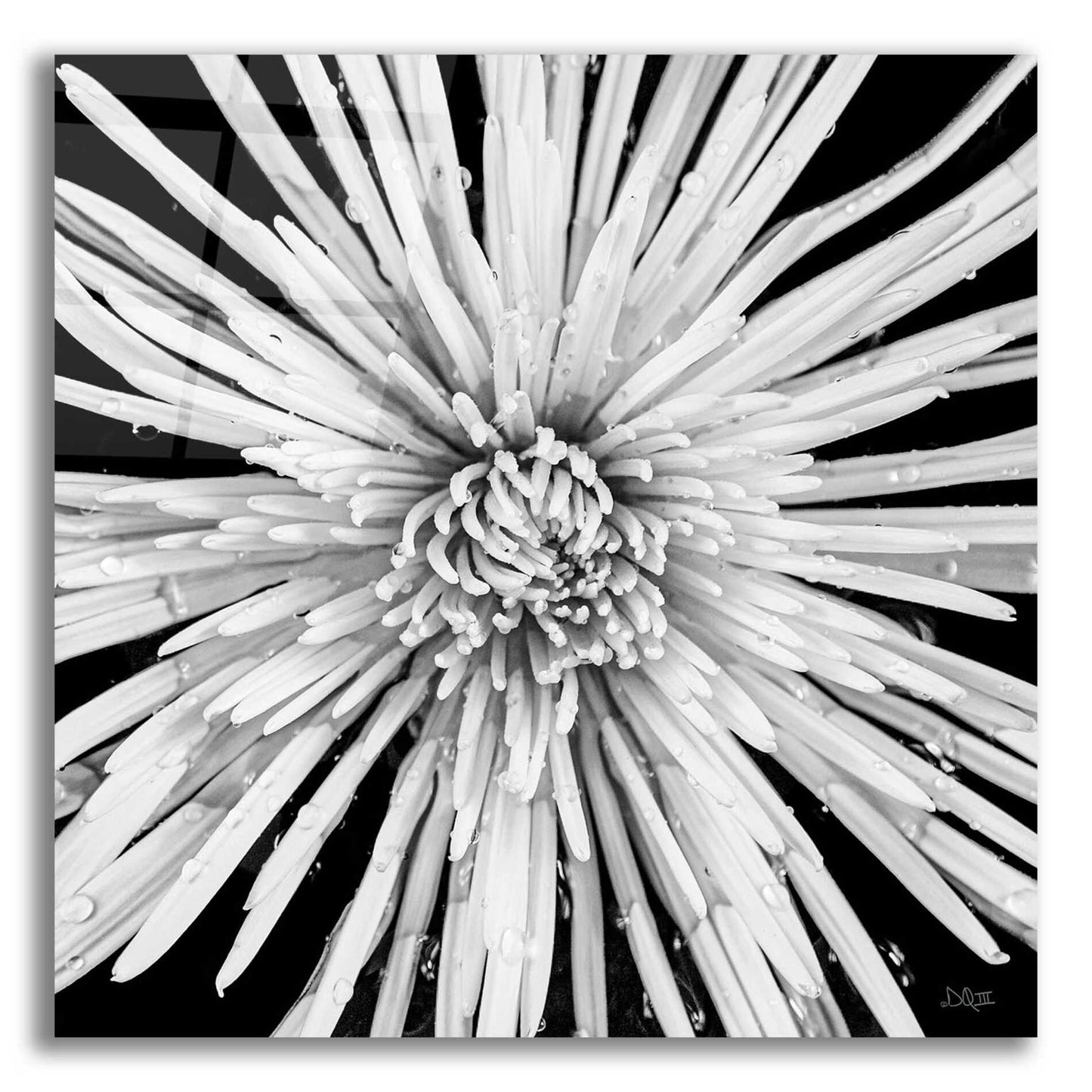 Epic Art 'Black and White Love' by Donnie Quillen, Acrylic Glass Wall Art,12x12