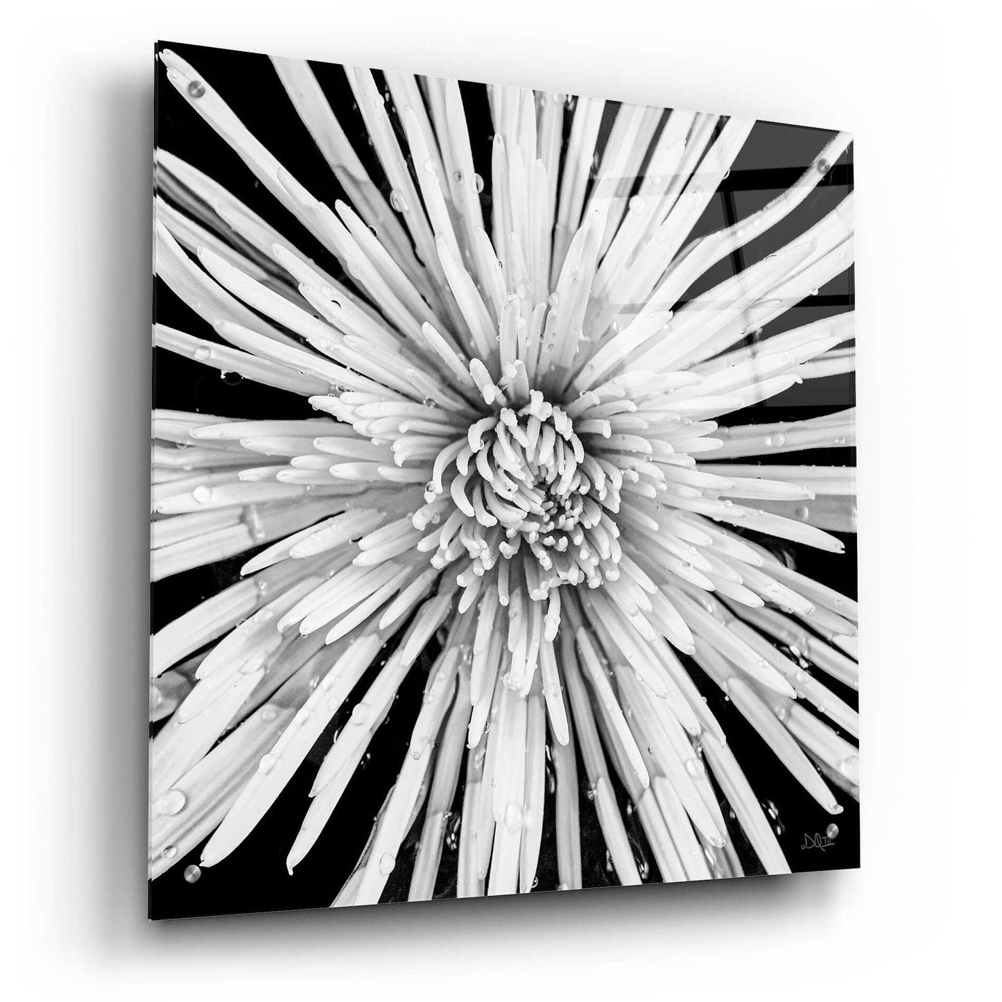 Epic Art 'Black and White Love' by Donnie Quillen, Acrylic Glass Wall Art,24x24