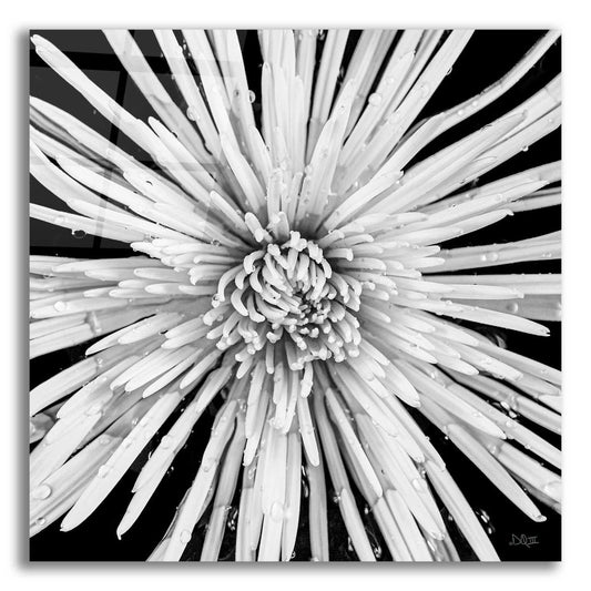 Epic Art 'Black and White Love' by Donnie Quillen, Acrylic Glass Wall Art