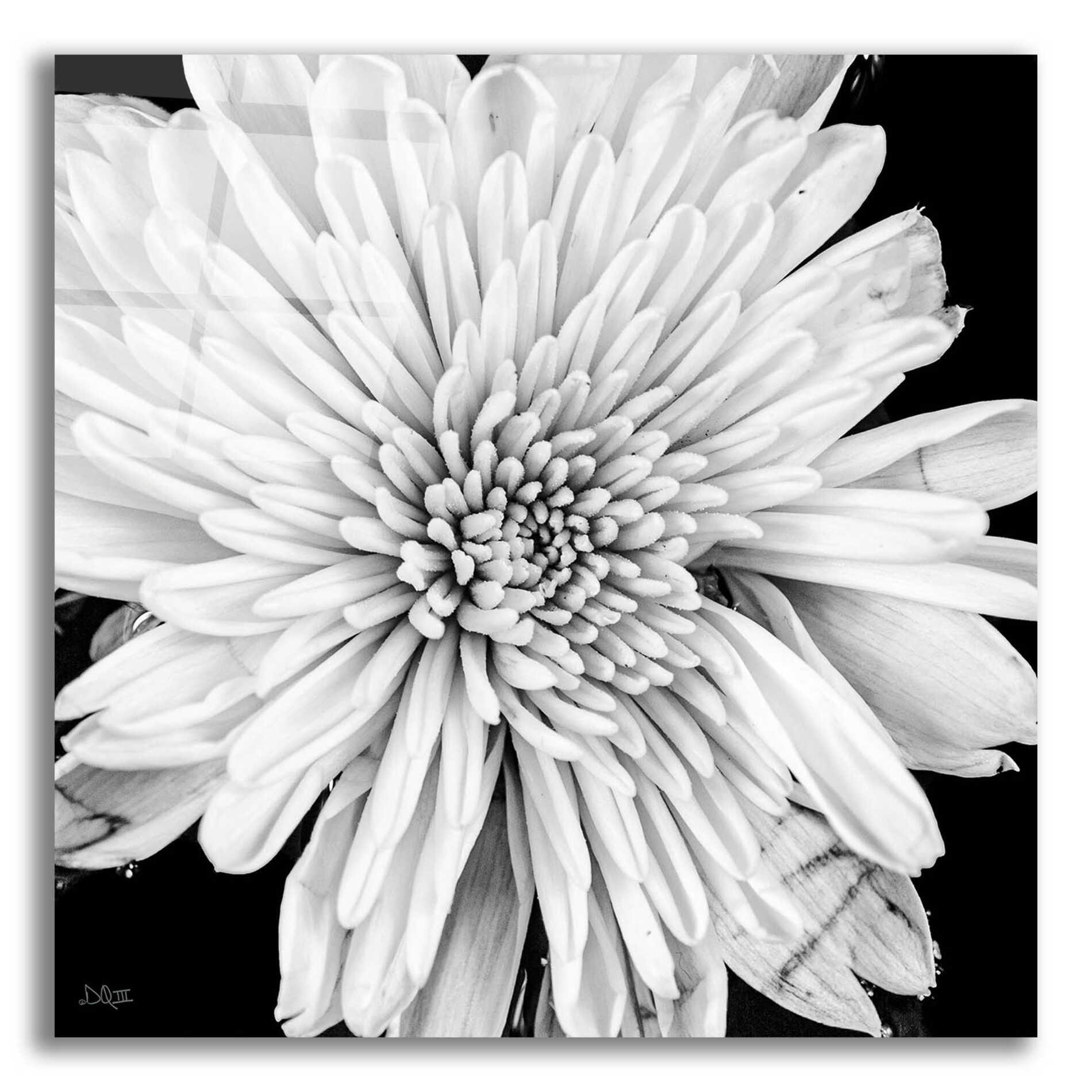 Epic Art 'Black and White Love II' by Donnie Quillen, Acrylic Glass Wall Art,12x12