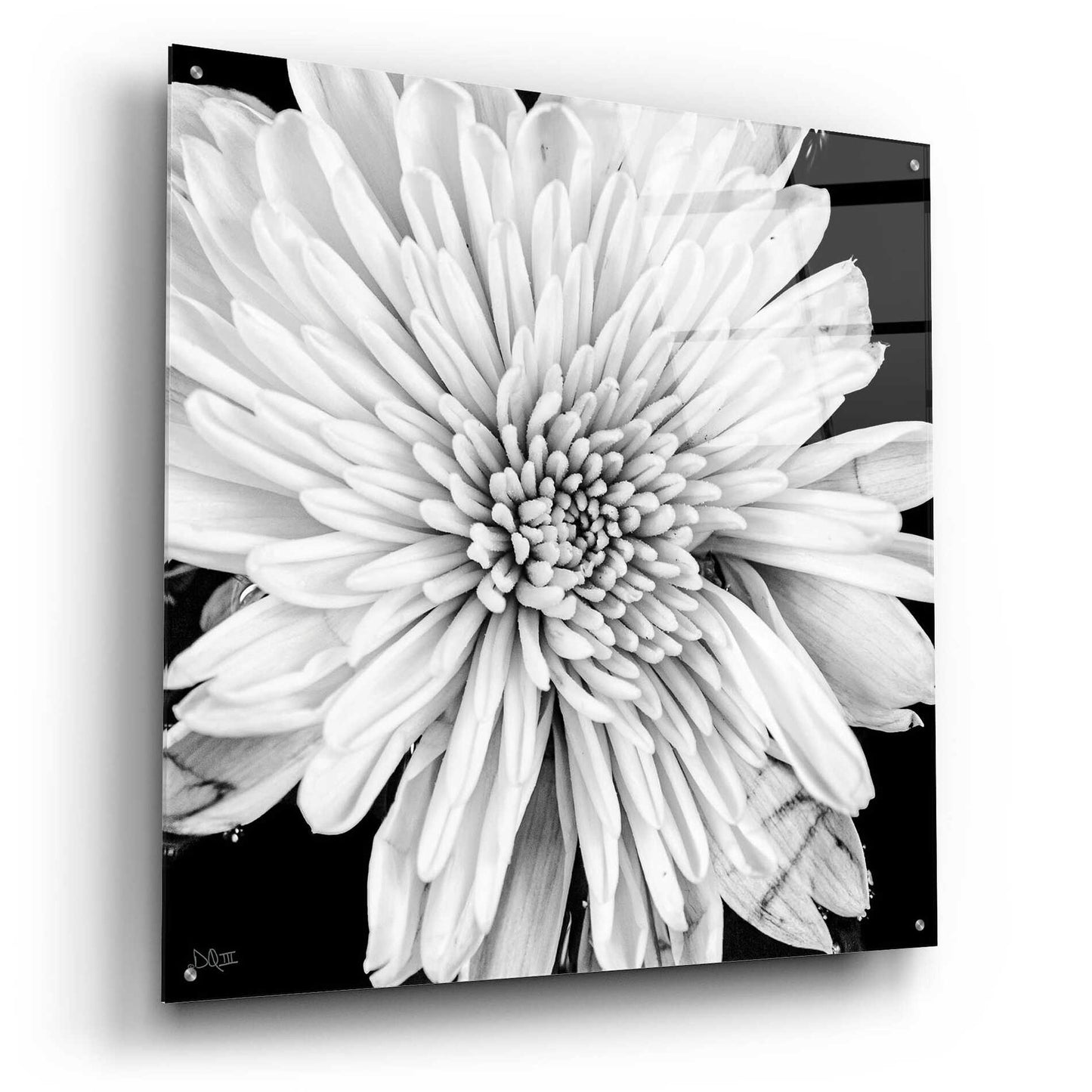 Epic Art 'Black and White Love II' by Donnie Quillen, Acrylic Glass Wall Art,36x36