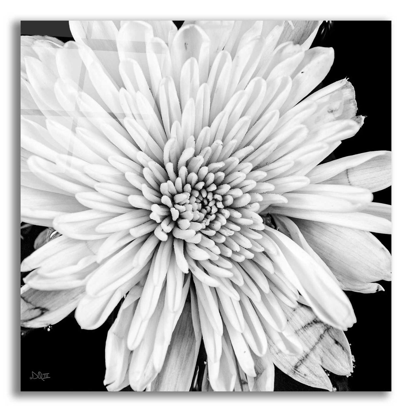 Epic Art 'Black and White Love II' by Donnie Quillen, Acrylic Glass Wall Art