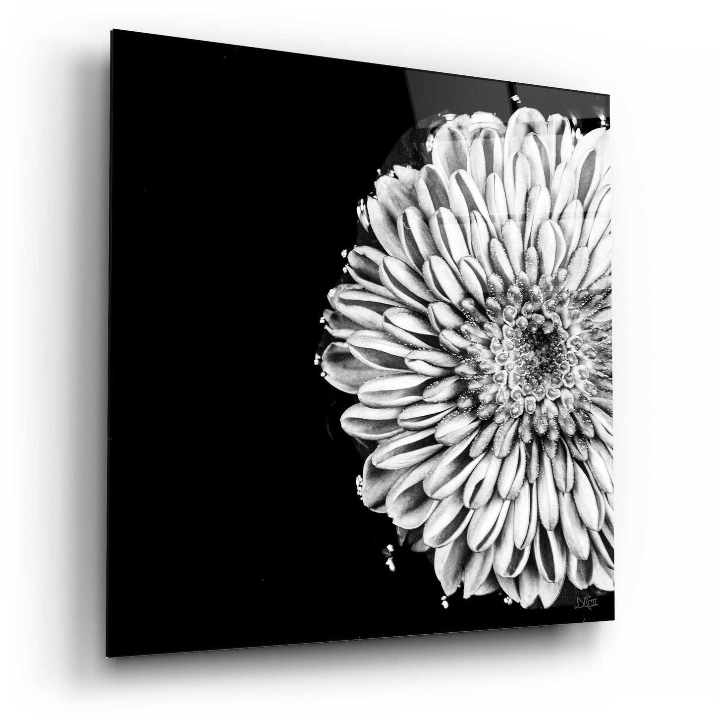 Epic Art 'Black and White Flower Love II' by Donnie Quillen, Acrylic Glass Wall Art,12x12