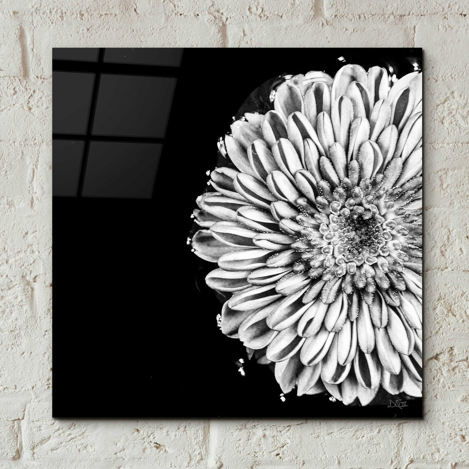 Epic Art 'Black and White Flower Love II' by Donnie Quillen, Acrylic Glass Wall Art,12x12