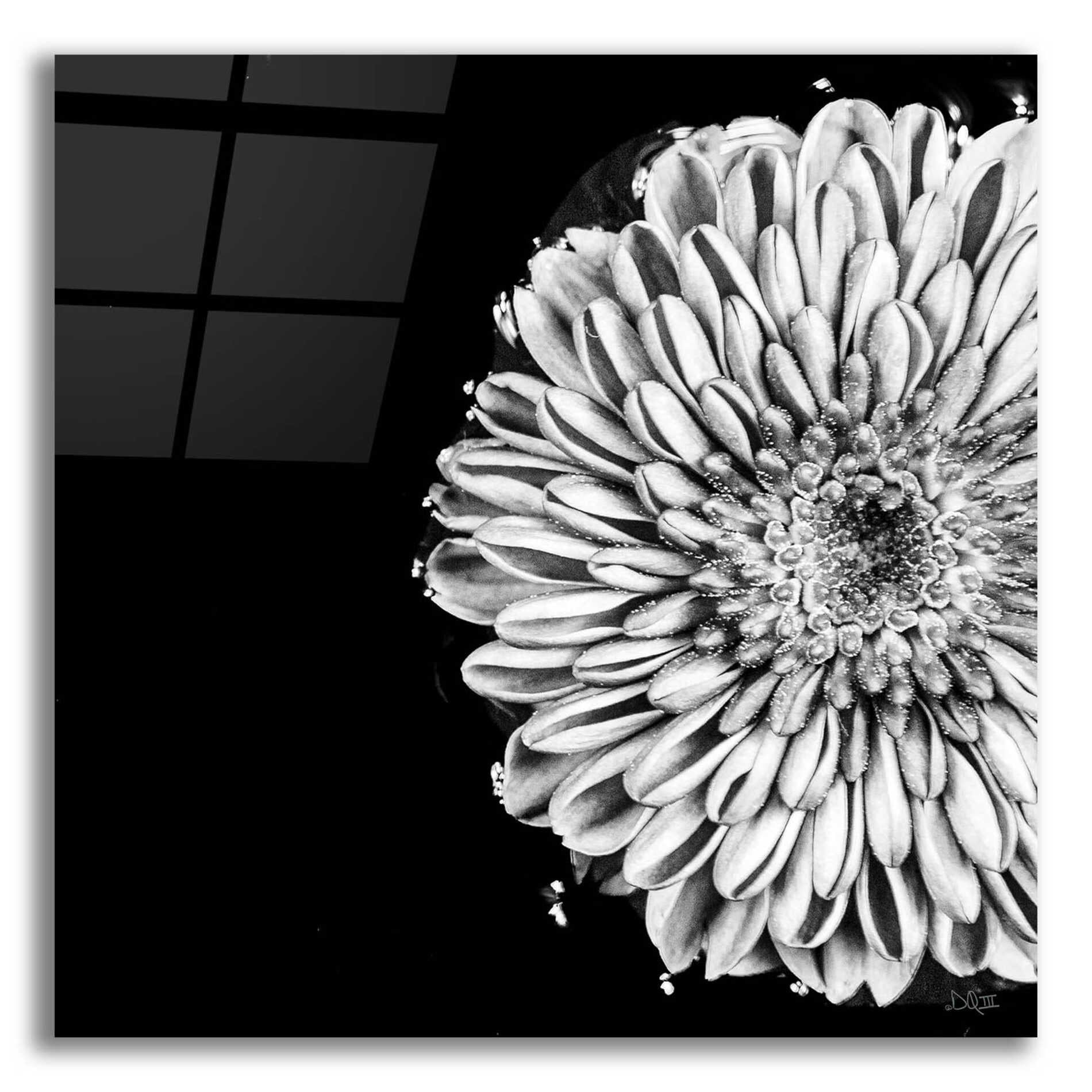 Epic Art 'Black and White Flower Love II' by Donnie Quillen, Acrylic Glass Wall Art,12x12