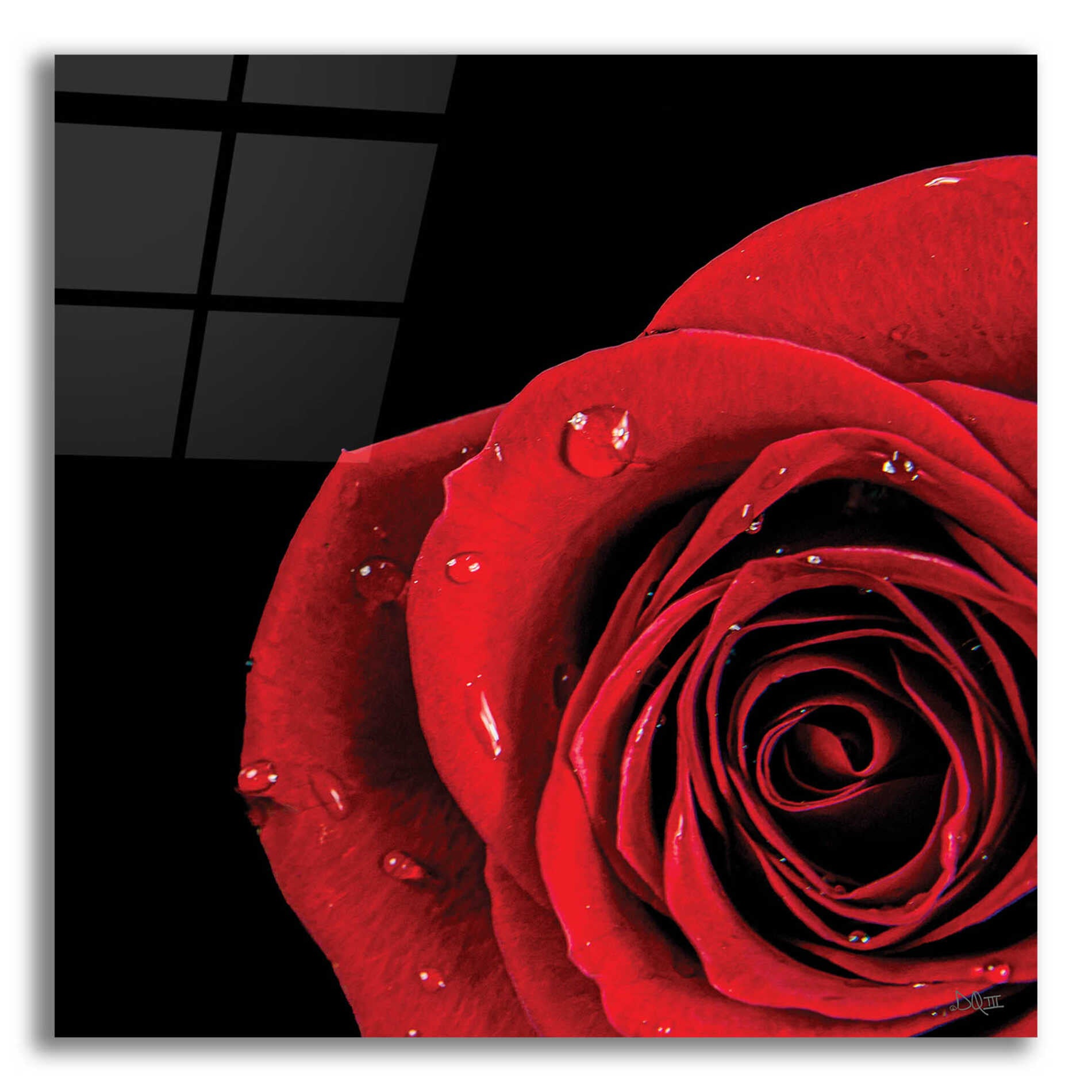 Epic Art 'Pop of Red Rose' by Donnie Quillen, Acrylic Glass Wall Art,12x12