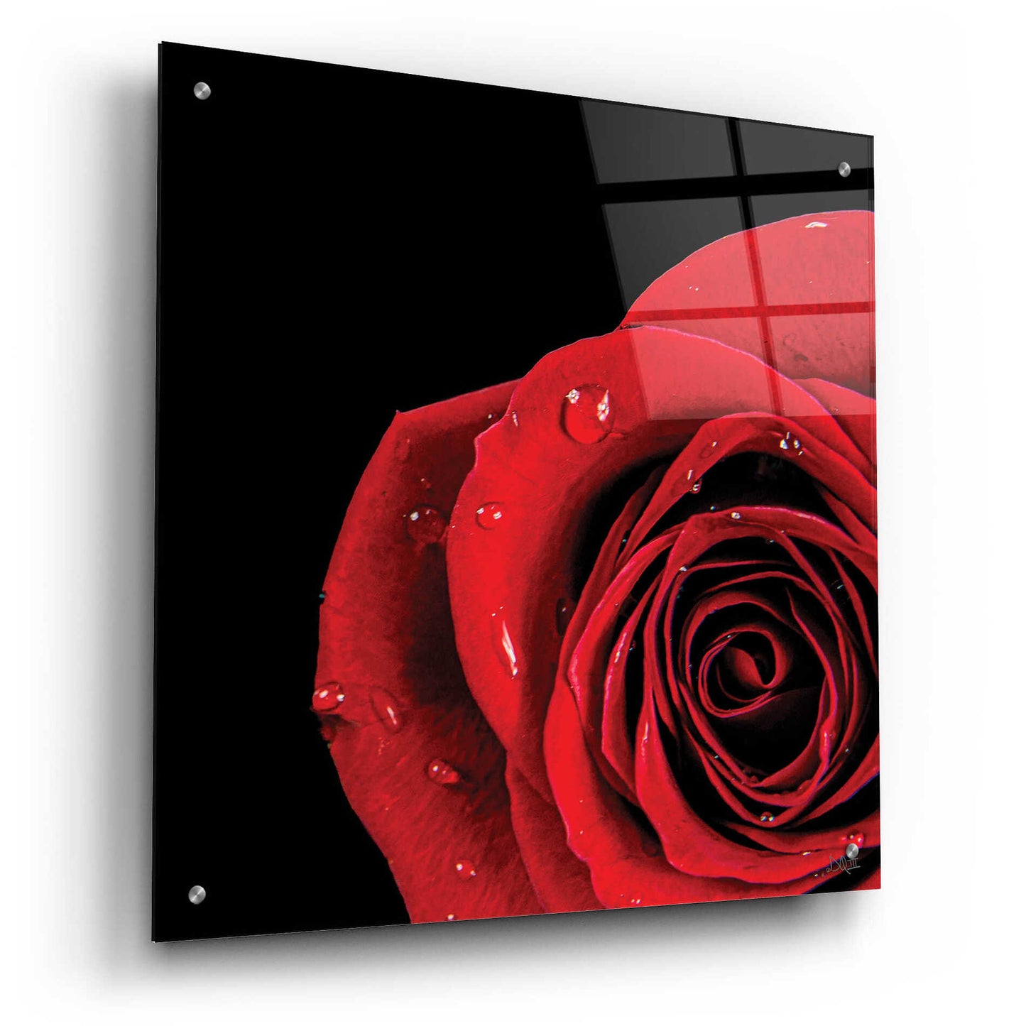 Epic Art 'Pop of Red Rose' by Donnie Quillen, Acrylic Glass Wall Art,24x24