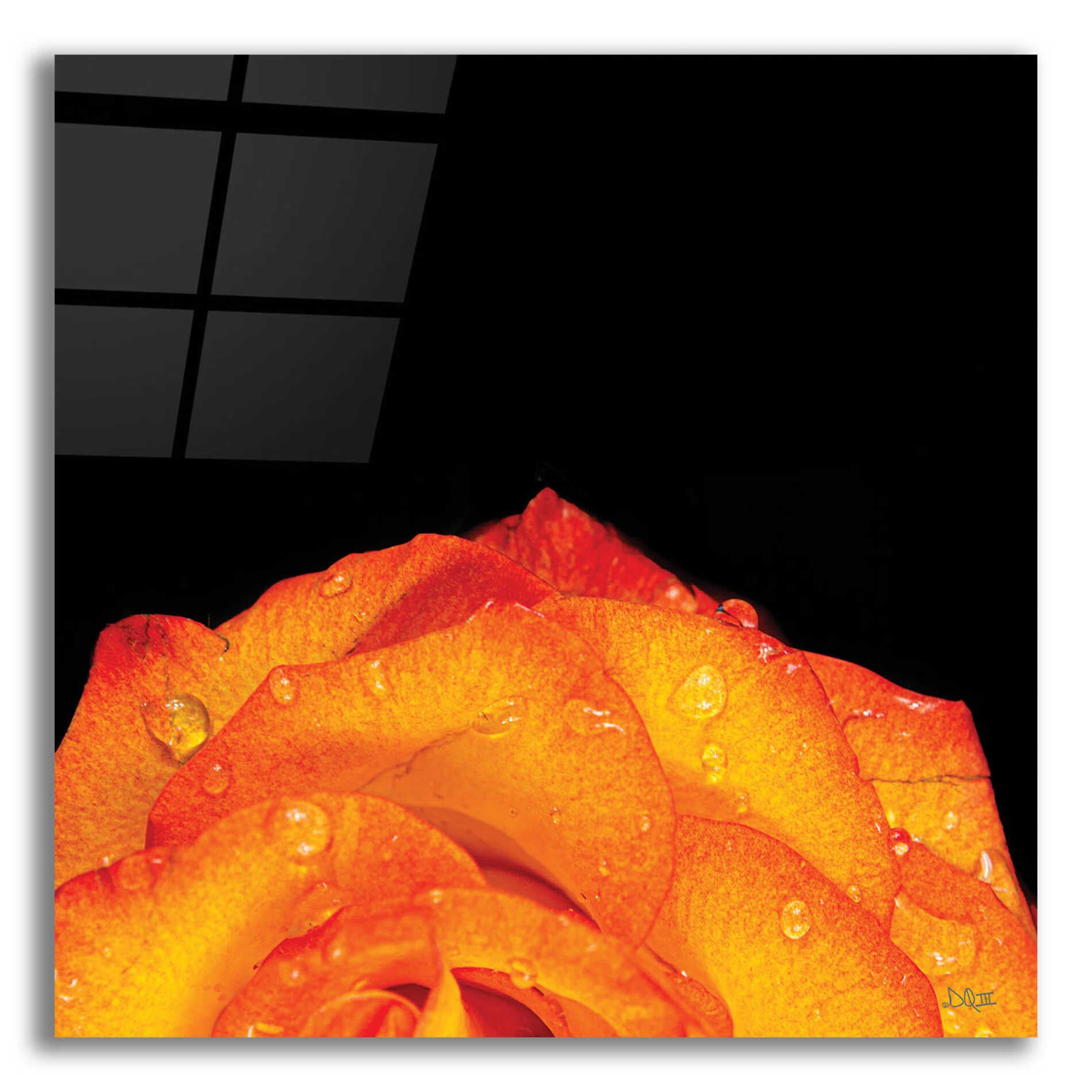 Epic Art 'Orange Petals' by Donnie Quillen, Acrylic Glass Wall Art,12x12