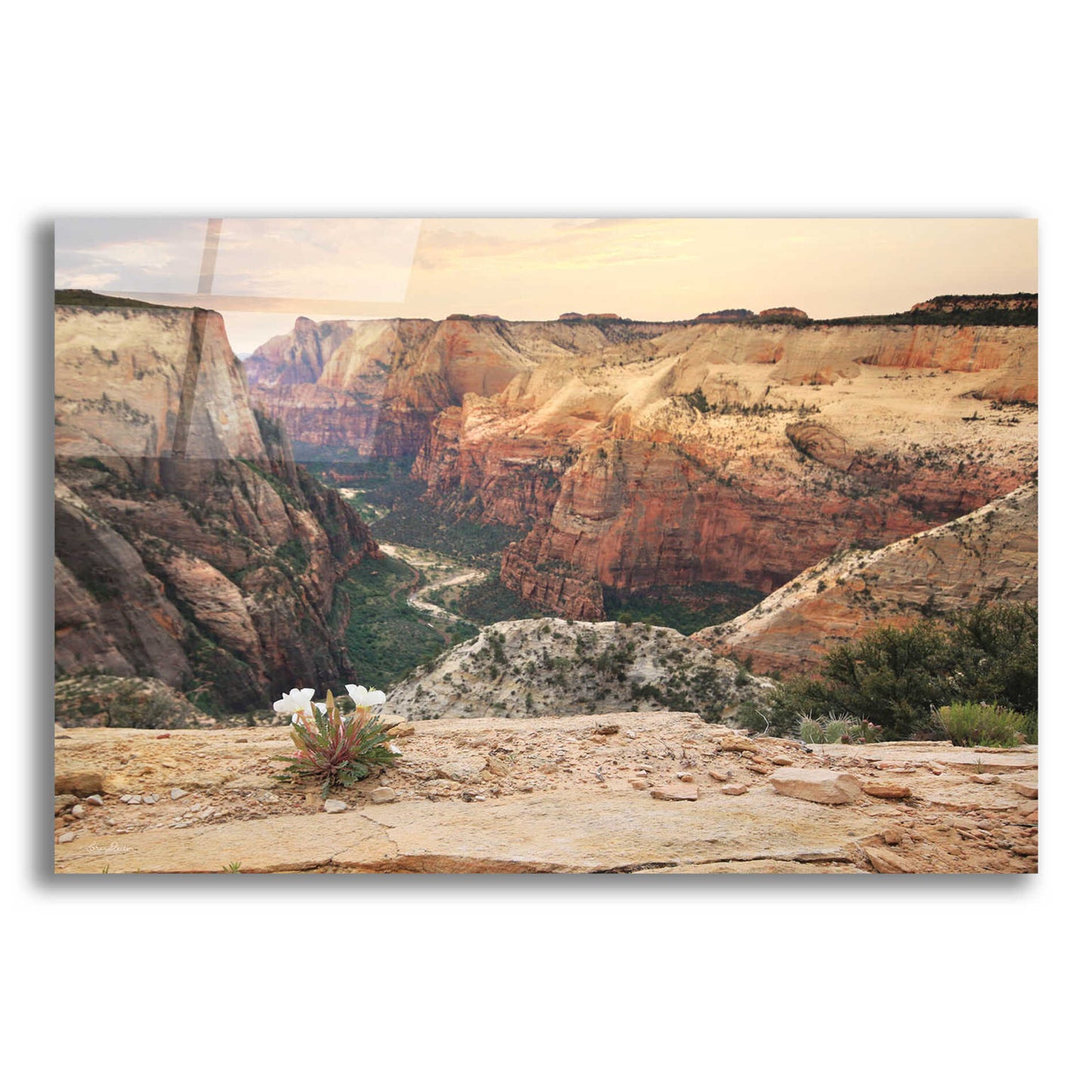 Epic Art 'Zion Desert Life' by Lori Deiter, Acrylic Glass Wall Art,16x12