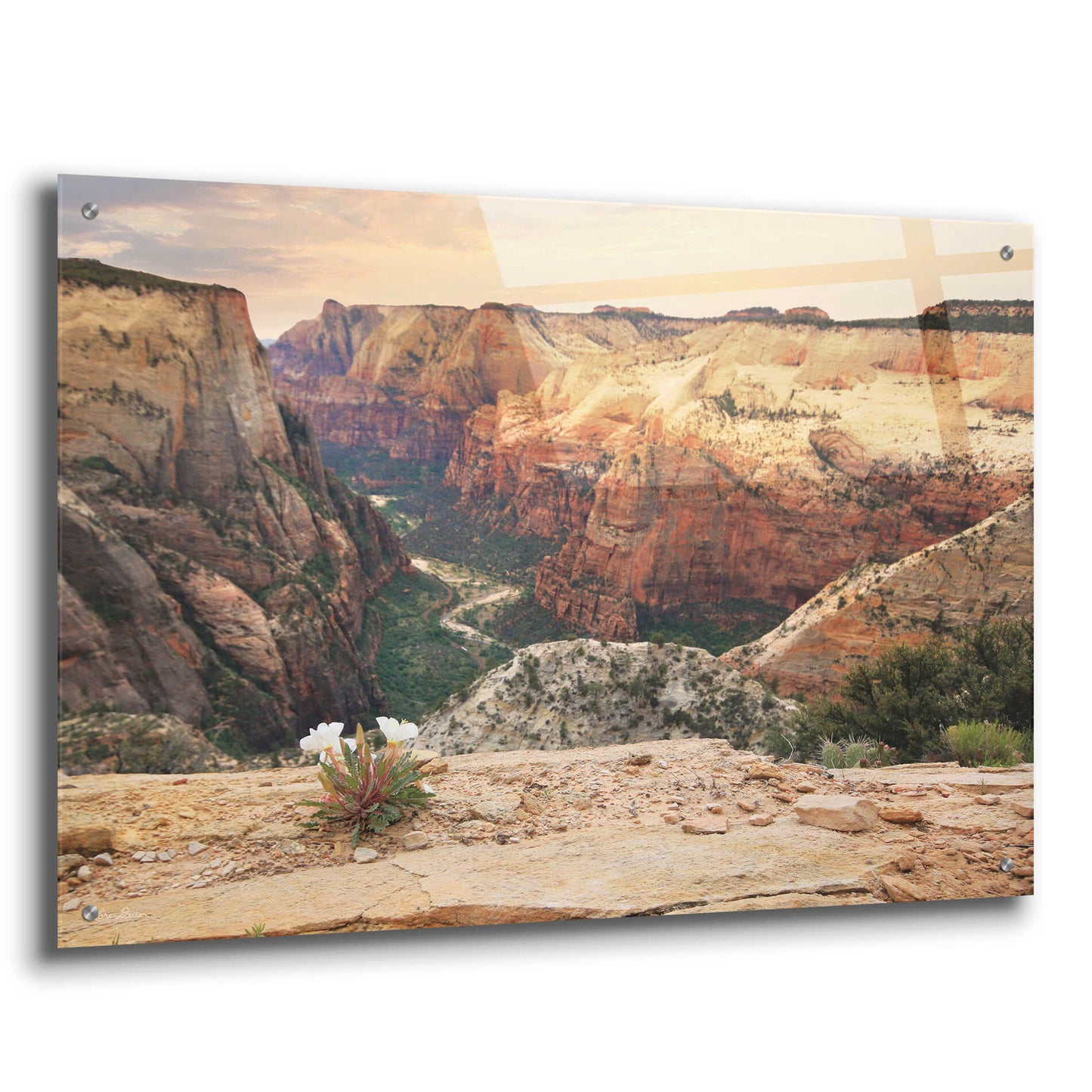 Epic Art 'Zion Desert Life' by Lori Deiter, Acrylic Glass Wall Art,36x24