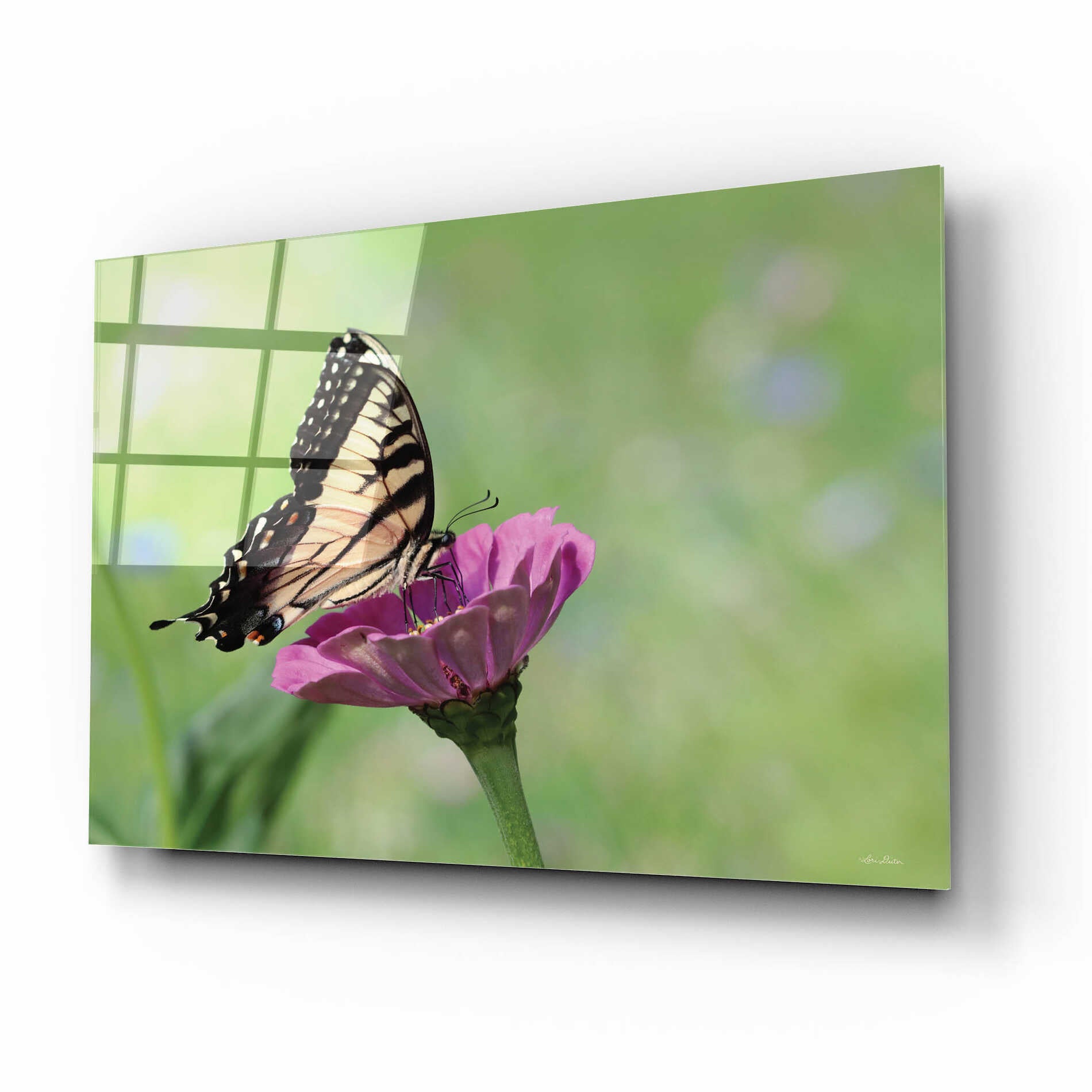 Epic Art 'Butterfly Resting Spot I' by Lori Deiter, Acrylic Glass Wall Art,16x12