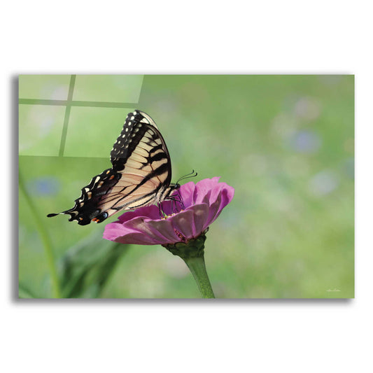 Epic Art 'Butterfly Resting Spot I' by Lori Deiter, Acrylic Glass Wall Art