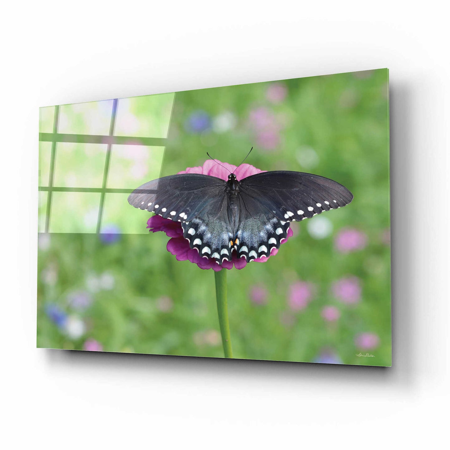 Epic Art 'Butterfly Resting Spot II' by Lori Deiter, Acrylic Glass Wall Art,16x12