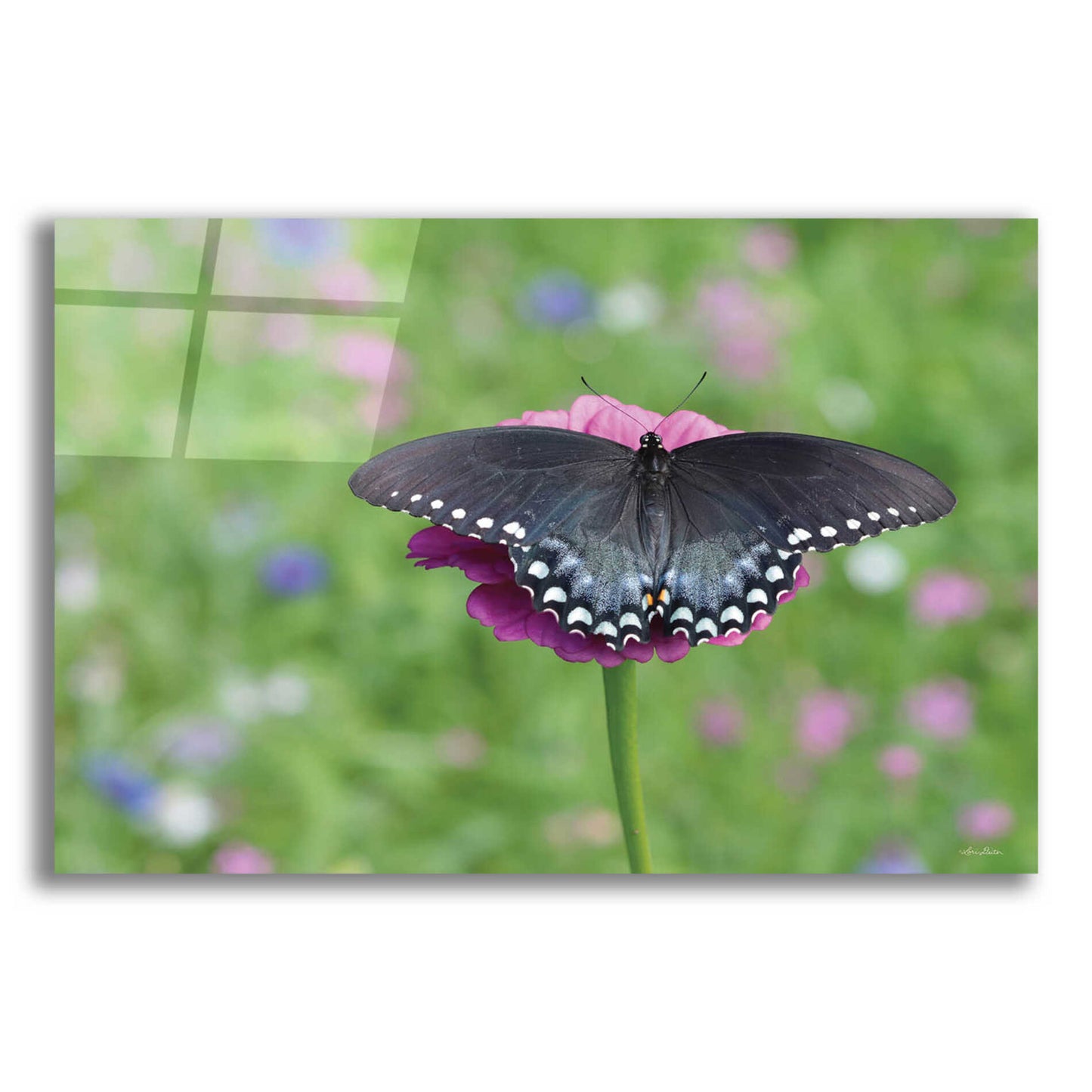 Epic Art 'Butterfly Resting Spot II' by Lori Deiter, Acrylic Glass Wall Art,16x12