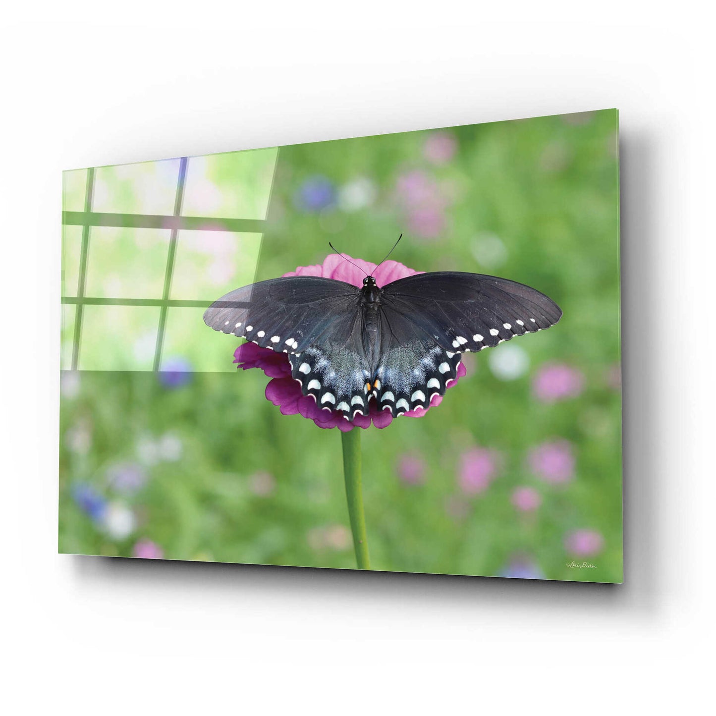 Epic Art 'Butterfly Resting Spot II' by Lori Deiter, Acrylic Glass Wall Art,24x16