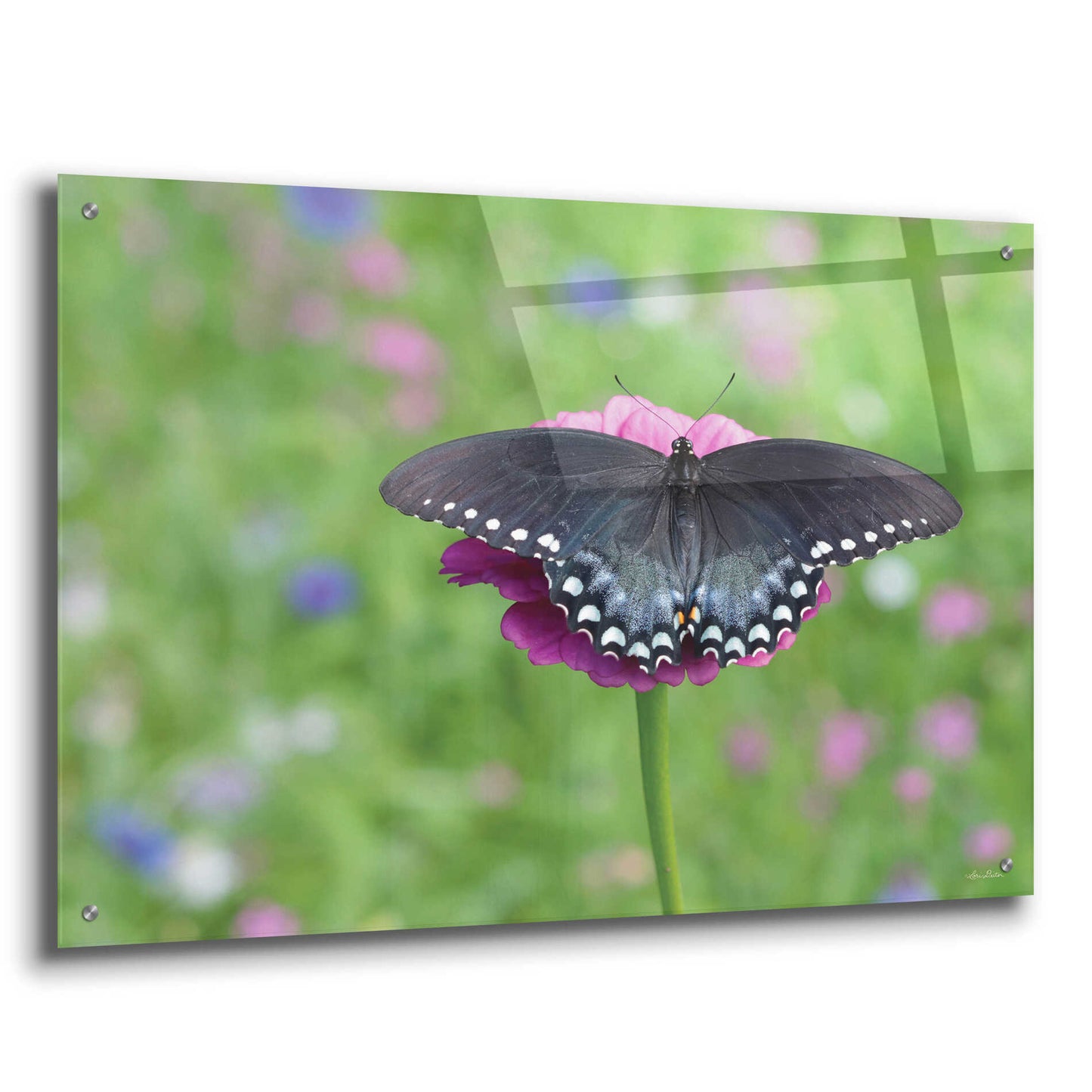 Epic Art 'Butterfly Resting Spot II' by Lori Deiter, Acrylic Glass Wall Art,36x24