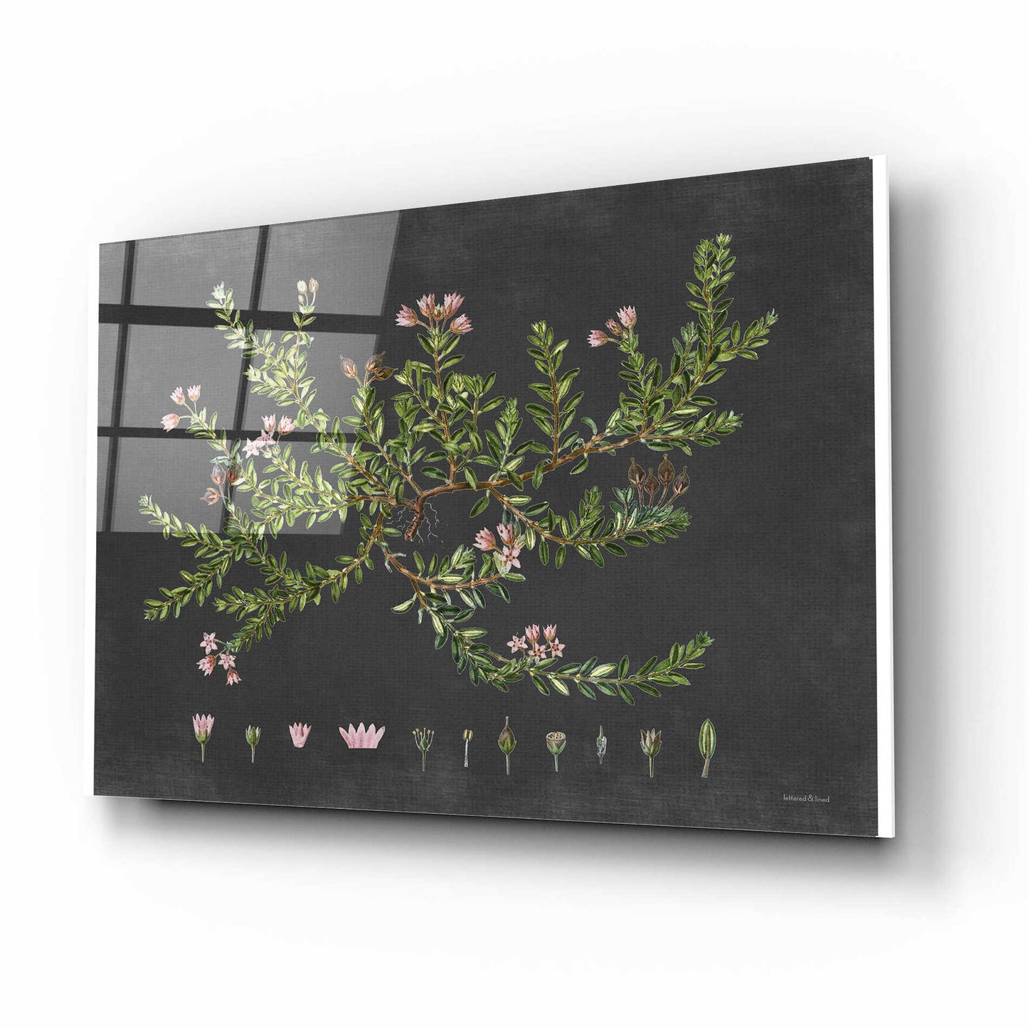 Epic Art 'Alpine Azalea' by lettered & lined, Acrylic Glass Wall Art,16x12