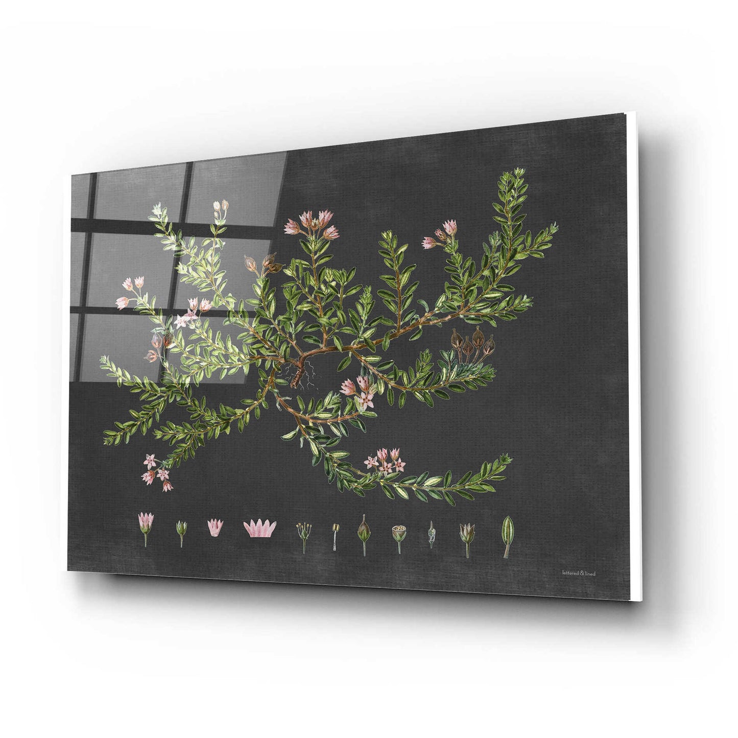 Epic Art 'Alpine Azalea' by lettered & lined, Acrylic Glass Wall Art,24x16