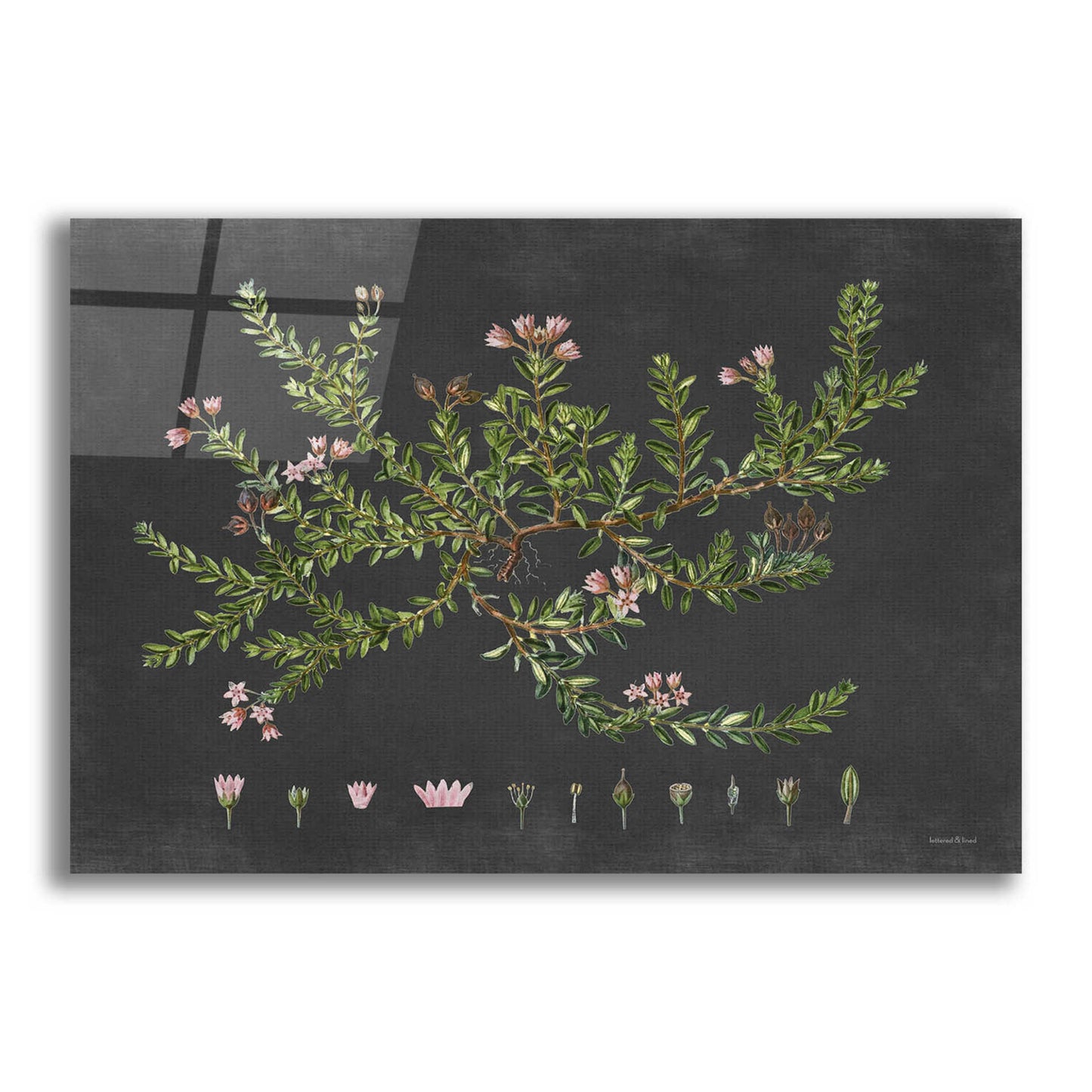 Epic Art 'Alpine Azalea' by lettered & lined, Acrylic Glass Wall Art,24x16