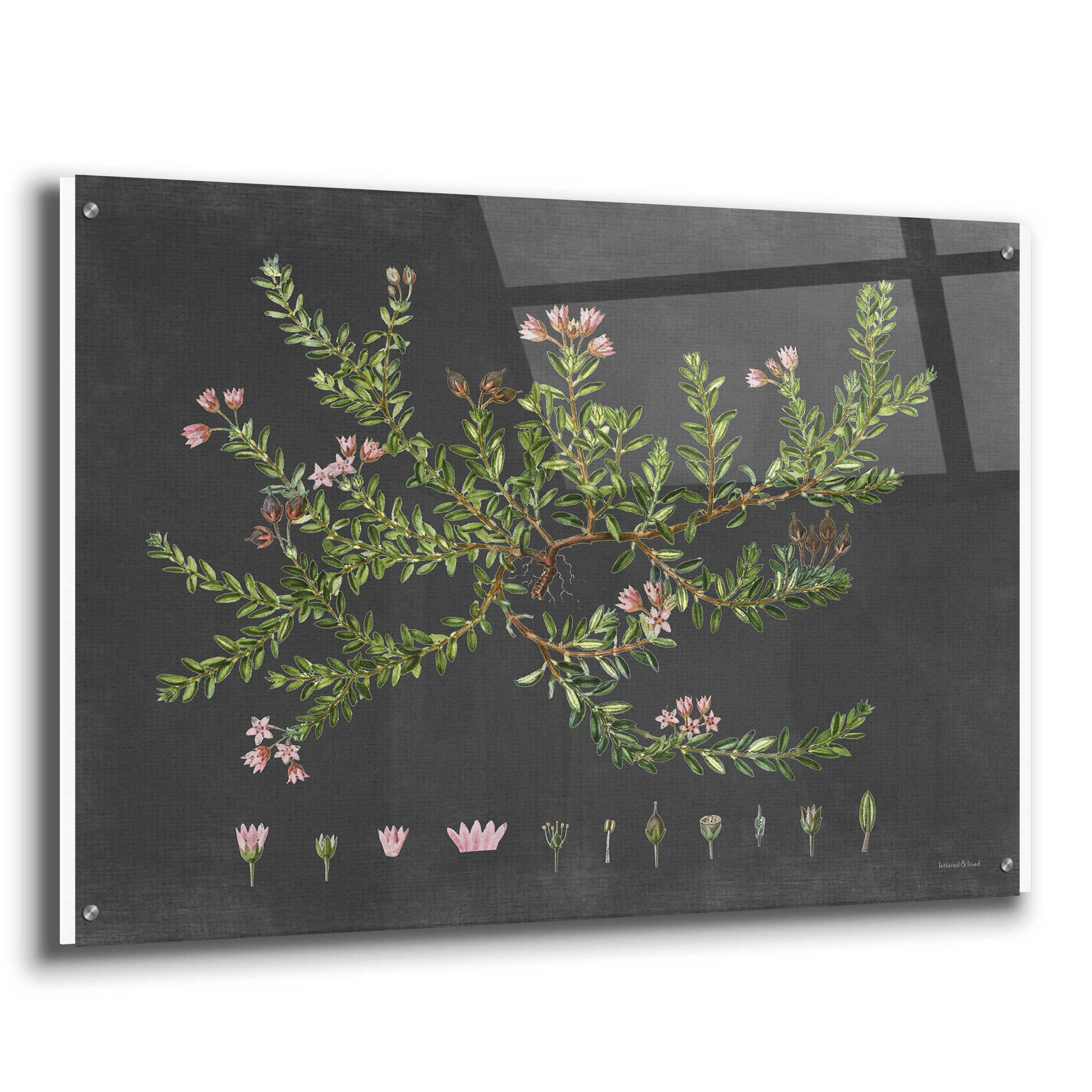 Epic Art 'Alpine Azalea' by lettered & lined, Acrylic Glass Wall Art,36x24