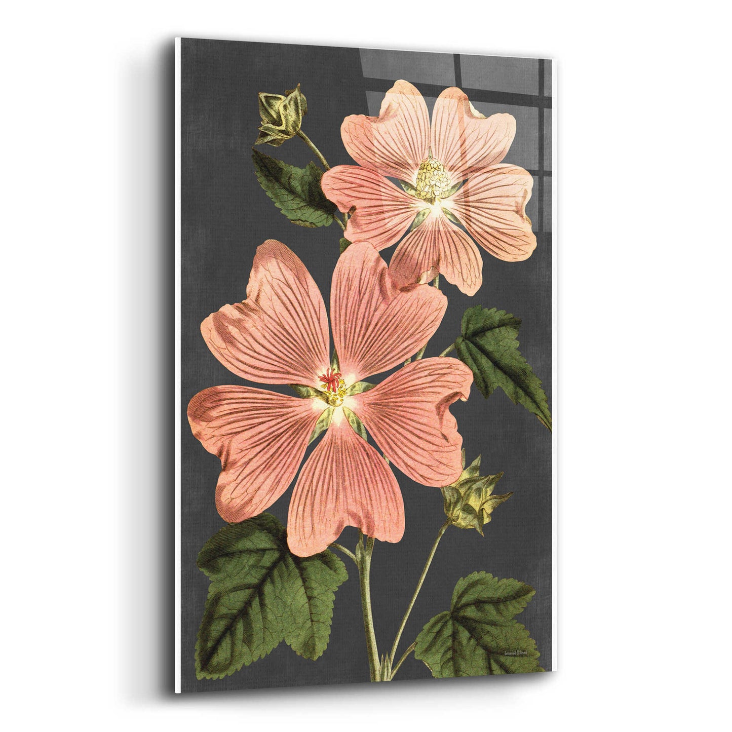 Epic Art 'Pink Anemone' by lettered & lined, Acrylic Glass Wall Art,12x16