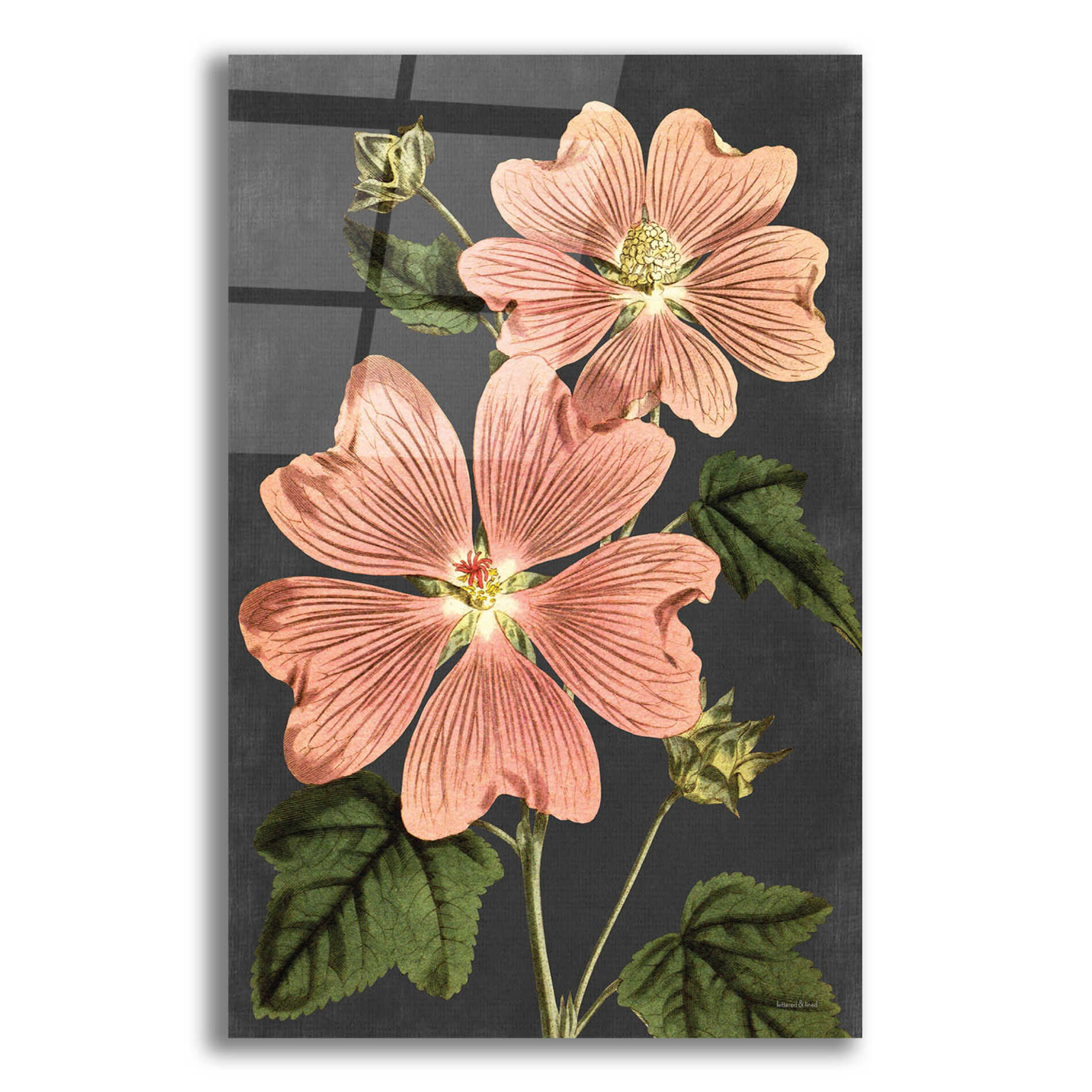 Epic Art 'Pink Anemone' by lettered & lined, Acrylic Glass Wall Art,12x16